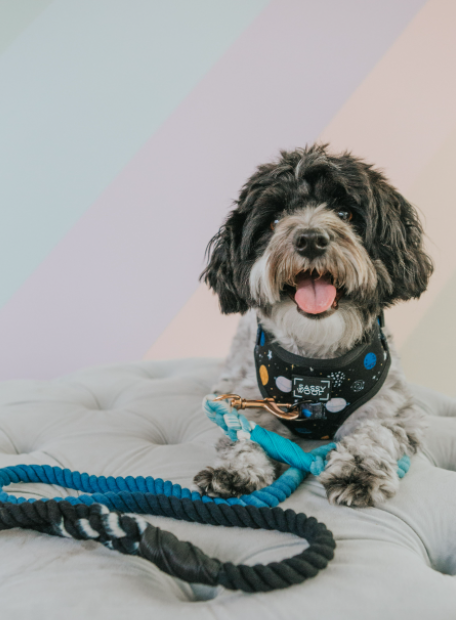 SASSY WOOF - Dog Rope Leash - Romeo