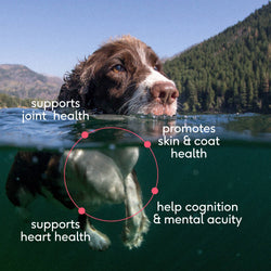 Native Pet - Wild-Caught Alaskan Sockeye Salmon Oil, Skin & Coat Health: 8 oz