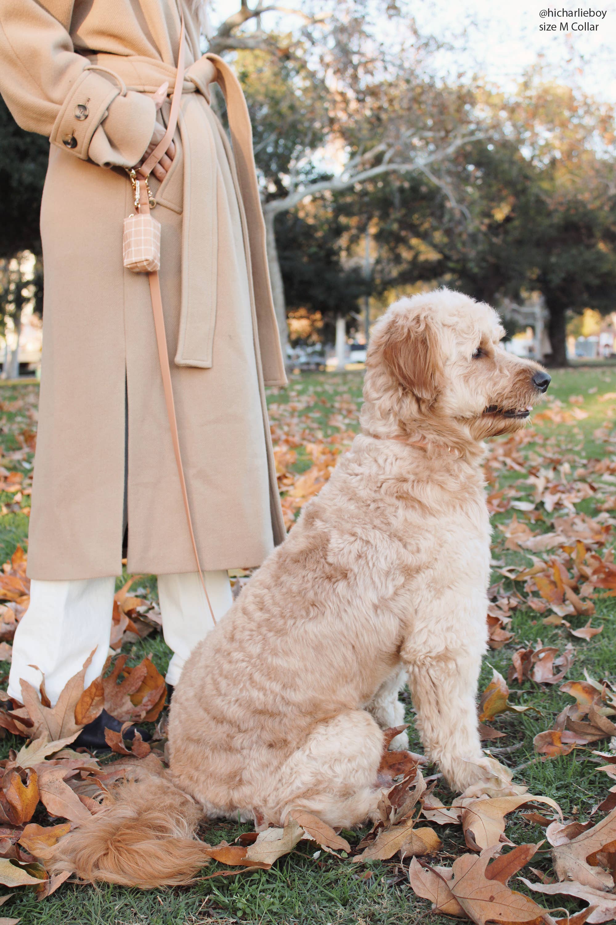 SUNNY TAILS - Chai Brown Waterproof Dog Collar: MEDIUM