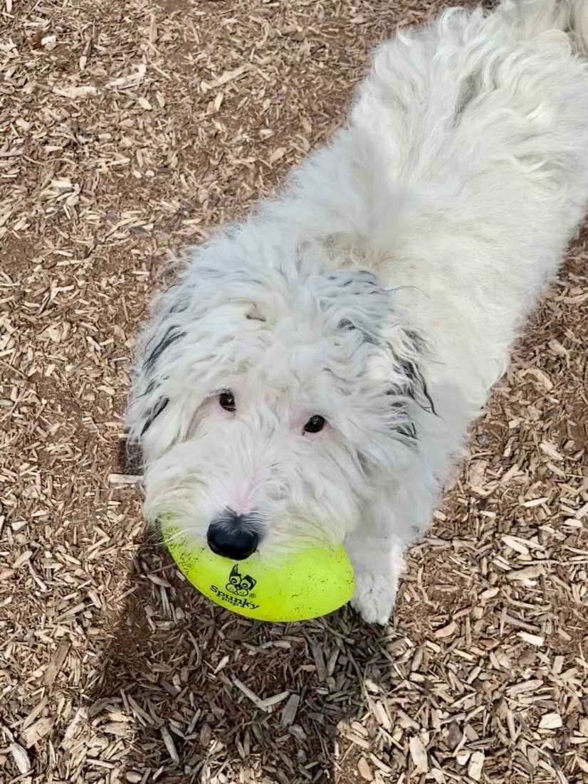 Spunky Pup - Squeak and Glow Football