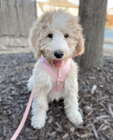 PETs R US - Adjustable No Pull Dog Harness, Baby Pink: L