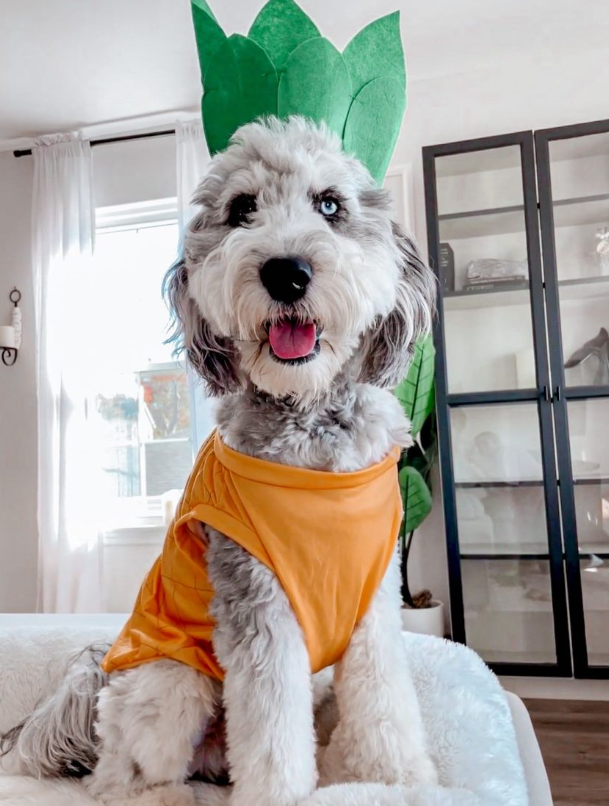 Midlee Designs - Midlee Pineapple Dog Costume: Large