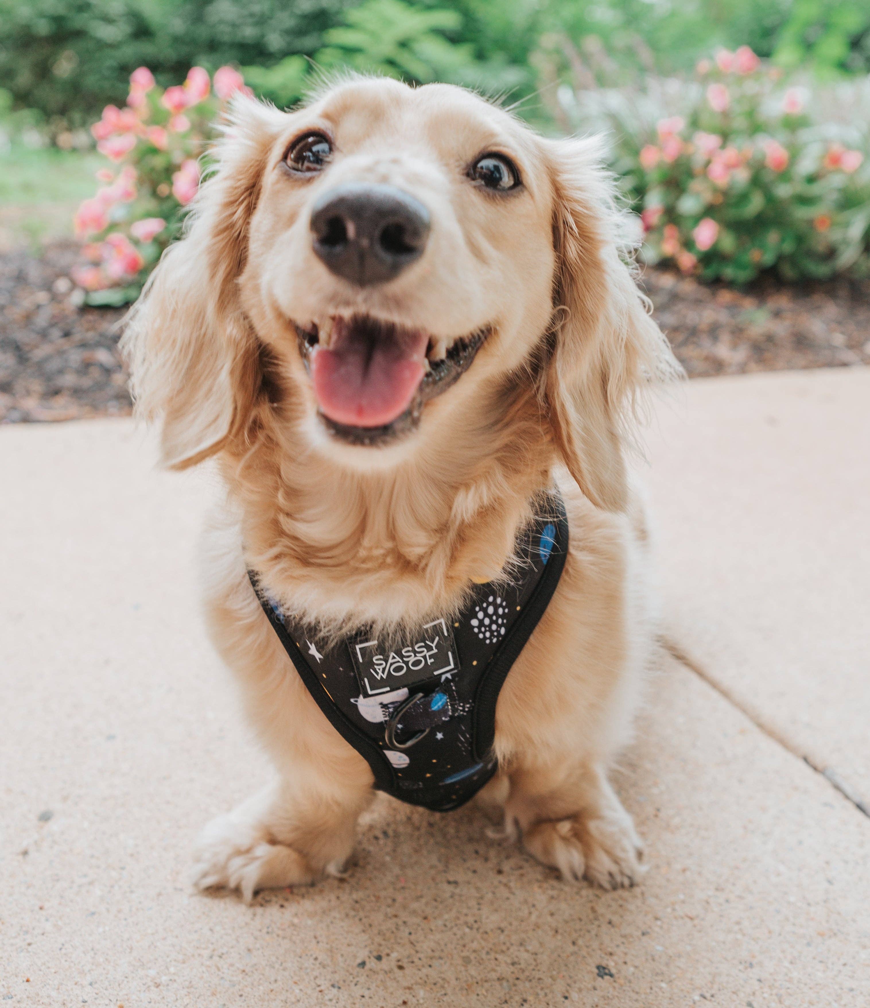 SASSY WOOF - Dog Adjustable Harness - To the Stars and Beyond: Large