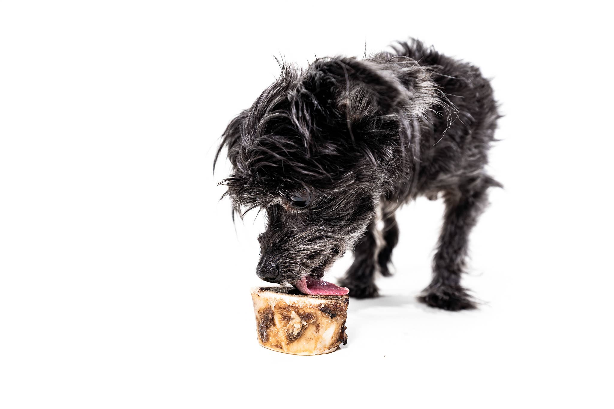 Winnie Lou - The Canine Co. - Bison Marrow Bone - 2"