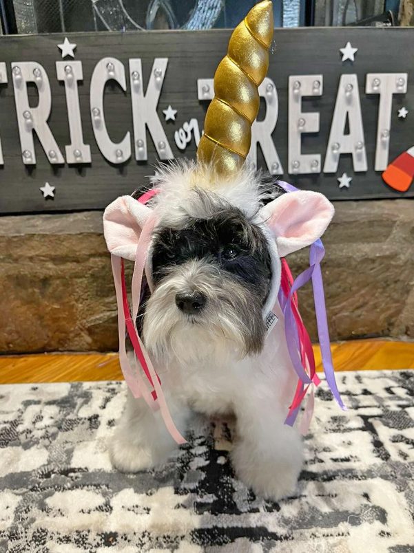 Midlee Designs - Midlee Dog Unicorn Headband Halloween Costume