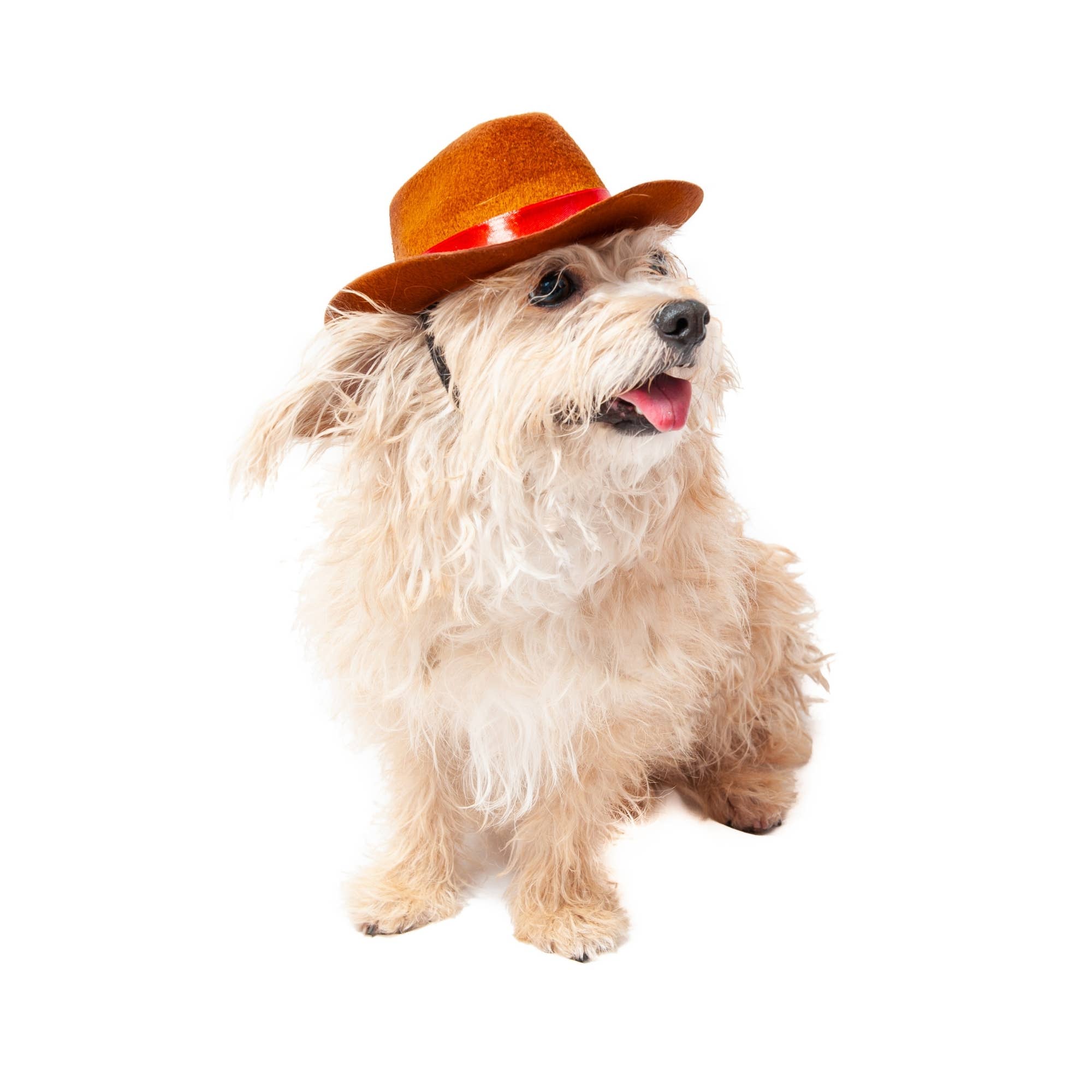 Midlee Designs - Midlee Cowboy Hat Dog Headband Costume- Large