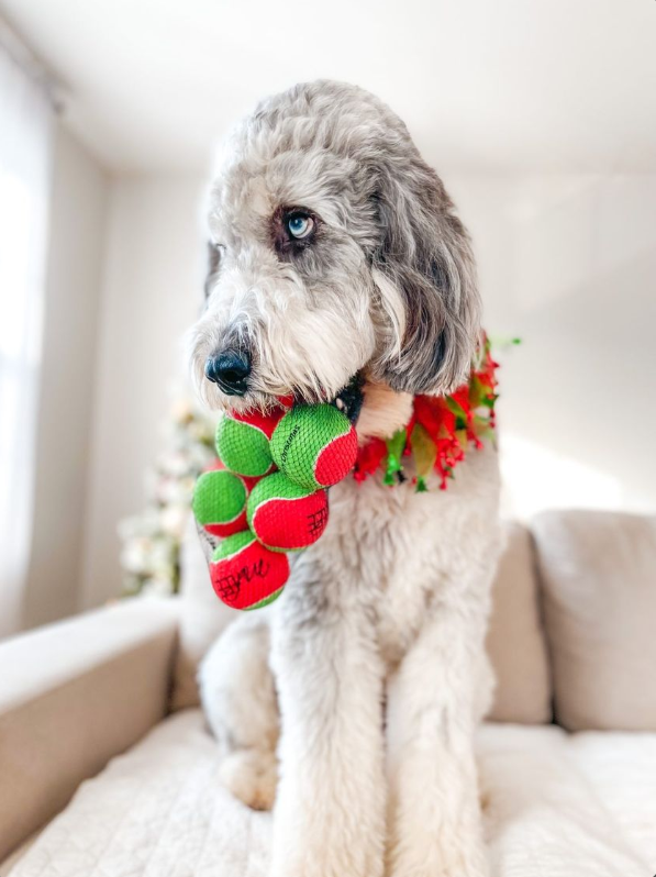 Midlee Designs - Midlee Christmas 2.5" Dog Tennis Balls with Squeaker- 6pk