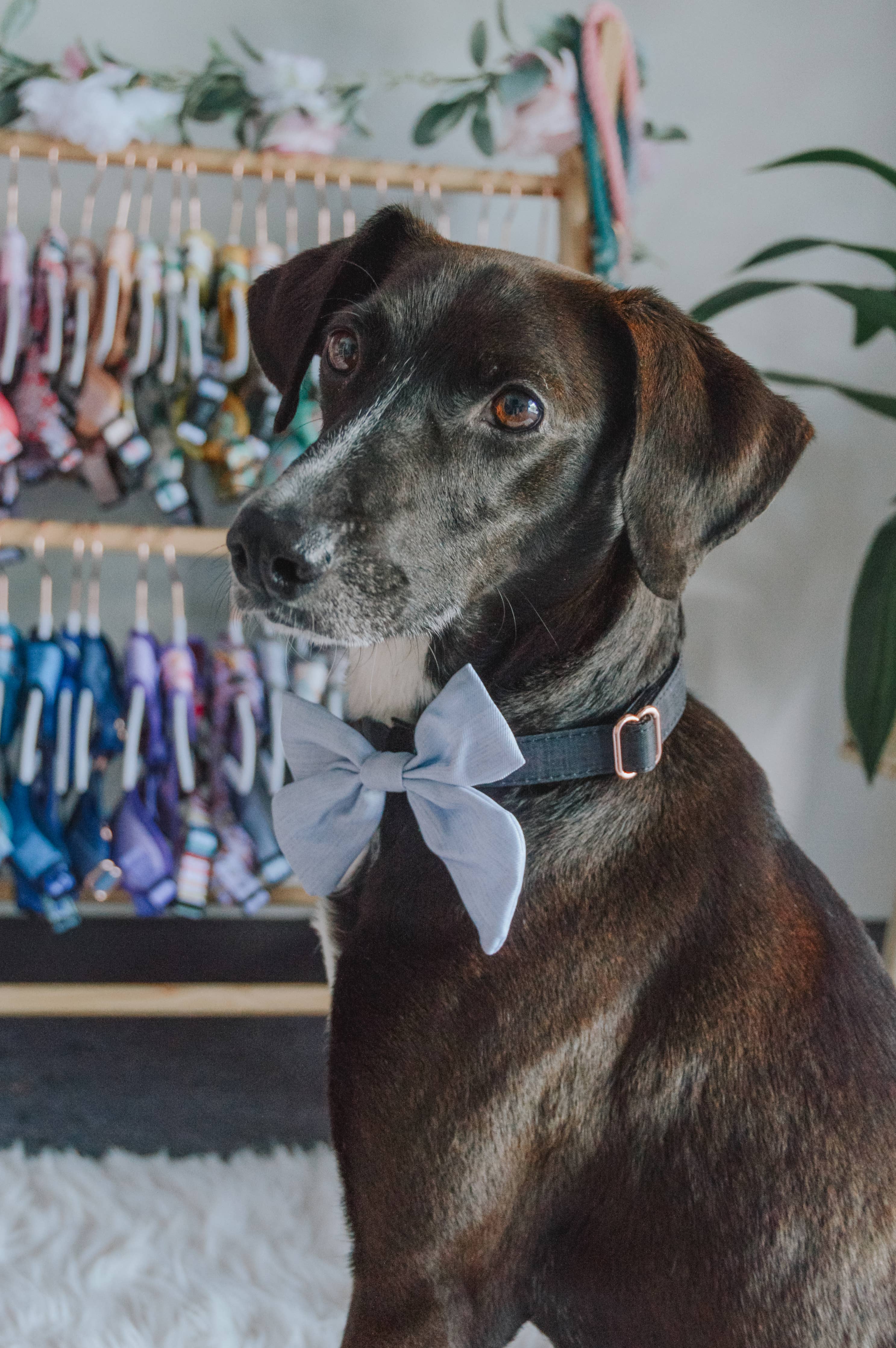 SASSY WOOF - Dog Sailor Bow - 50 Shades of Sass