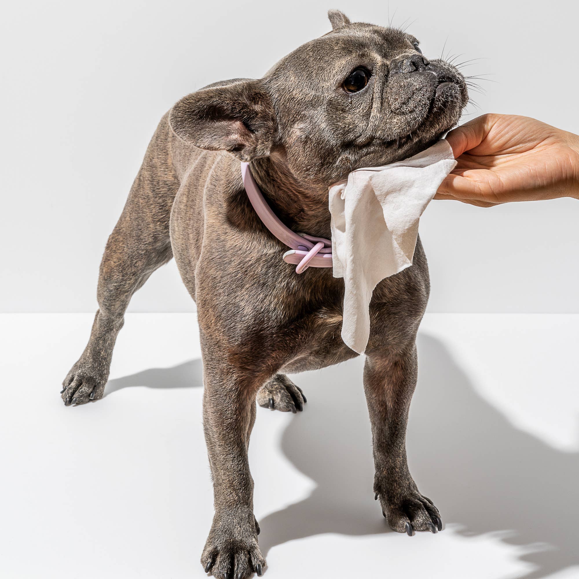 Wild One - Dog & Pet Grooming Wipes