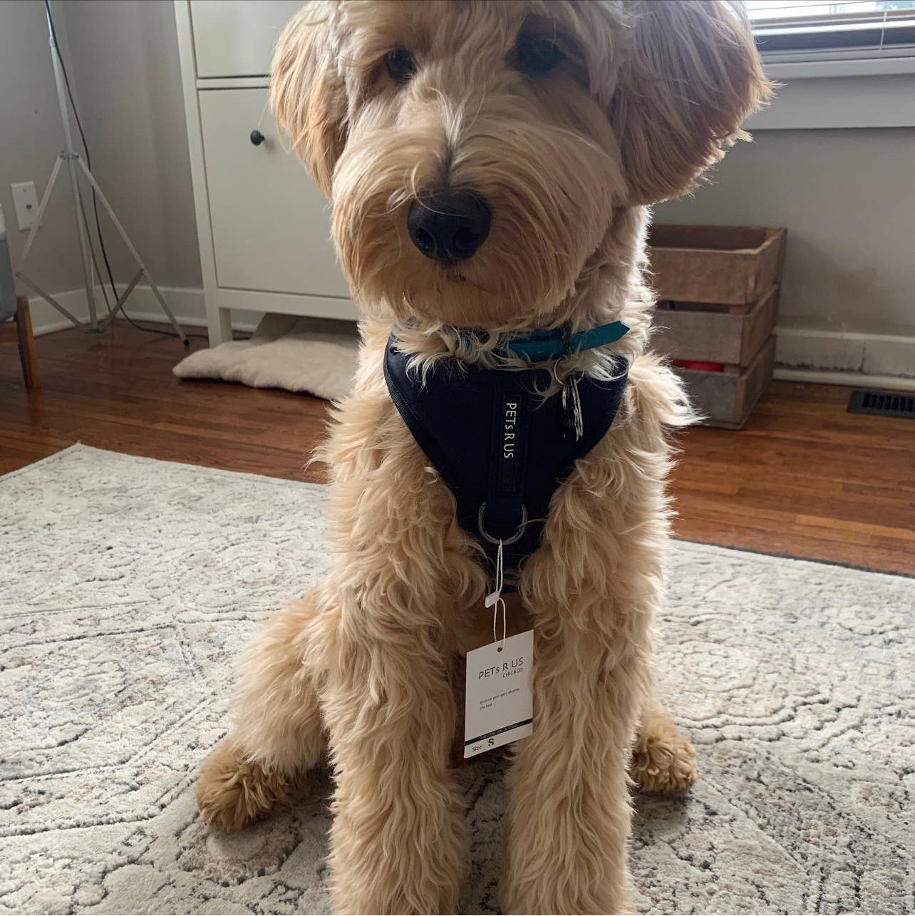 PETs R US - Adjustable No Pull Dog Harness, Charcoal Black: S