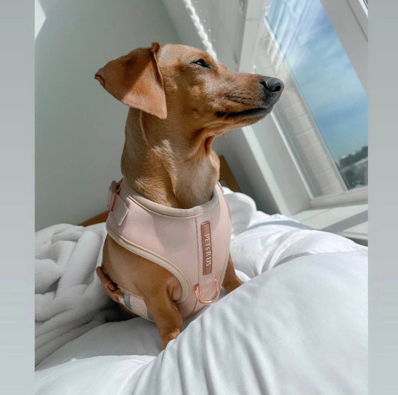 PETs R US - Adjustable No Pull Dog Harness Beige Rose Gold: XXS