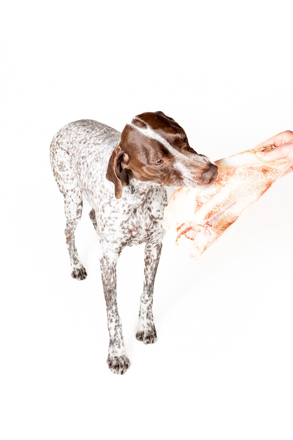 Winnie Lou - Bison Scapula Chews