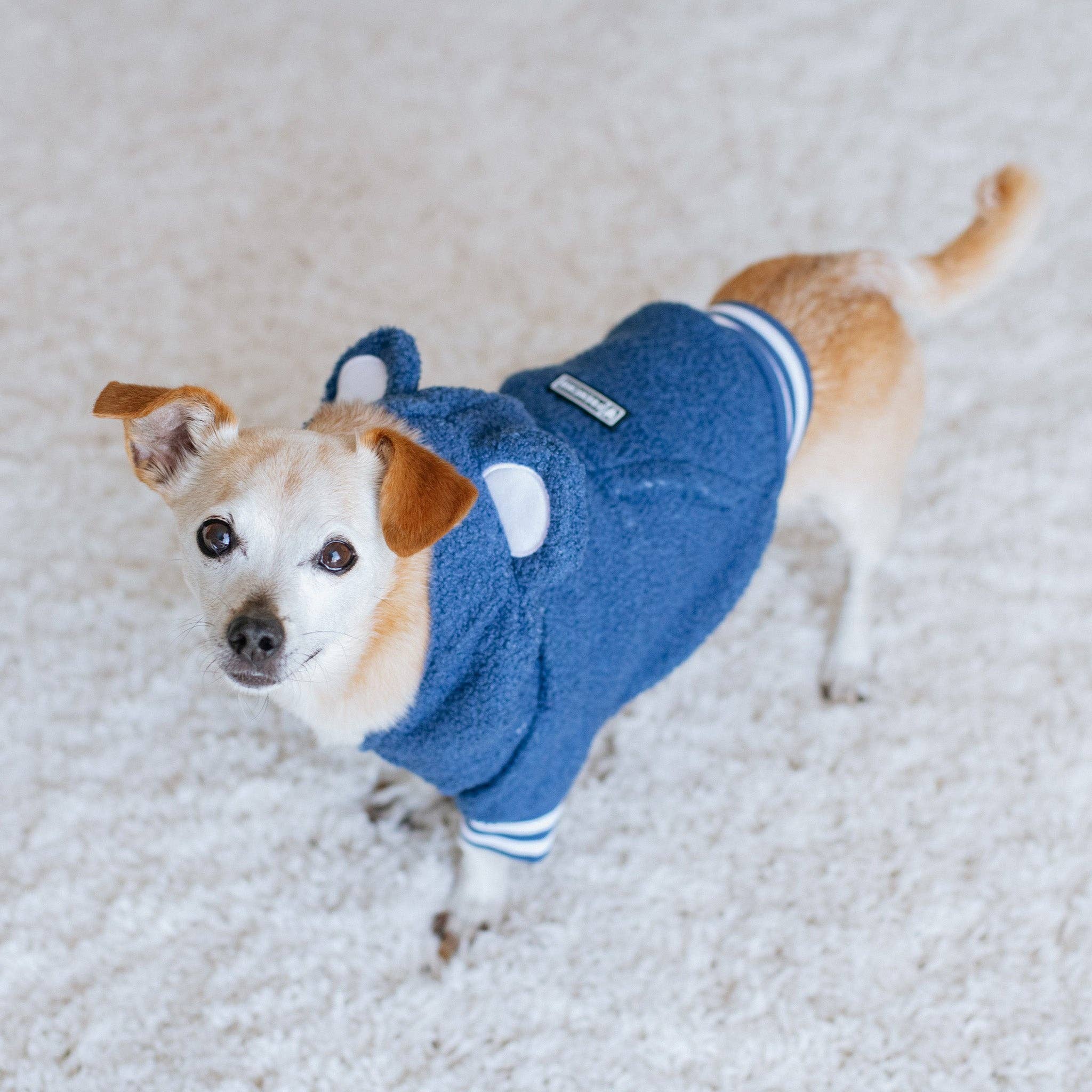 Frenchie - Frenchie Dog Hoodie - Blue Teddy: L