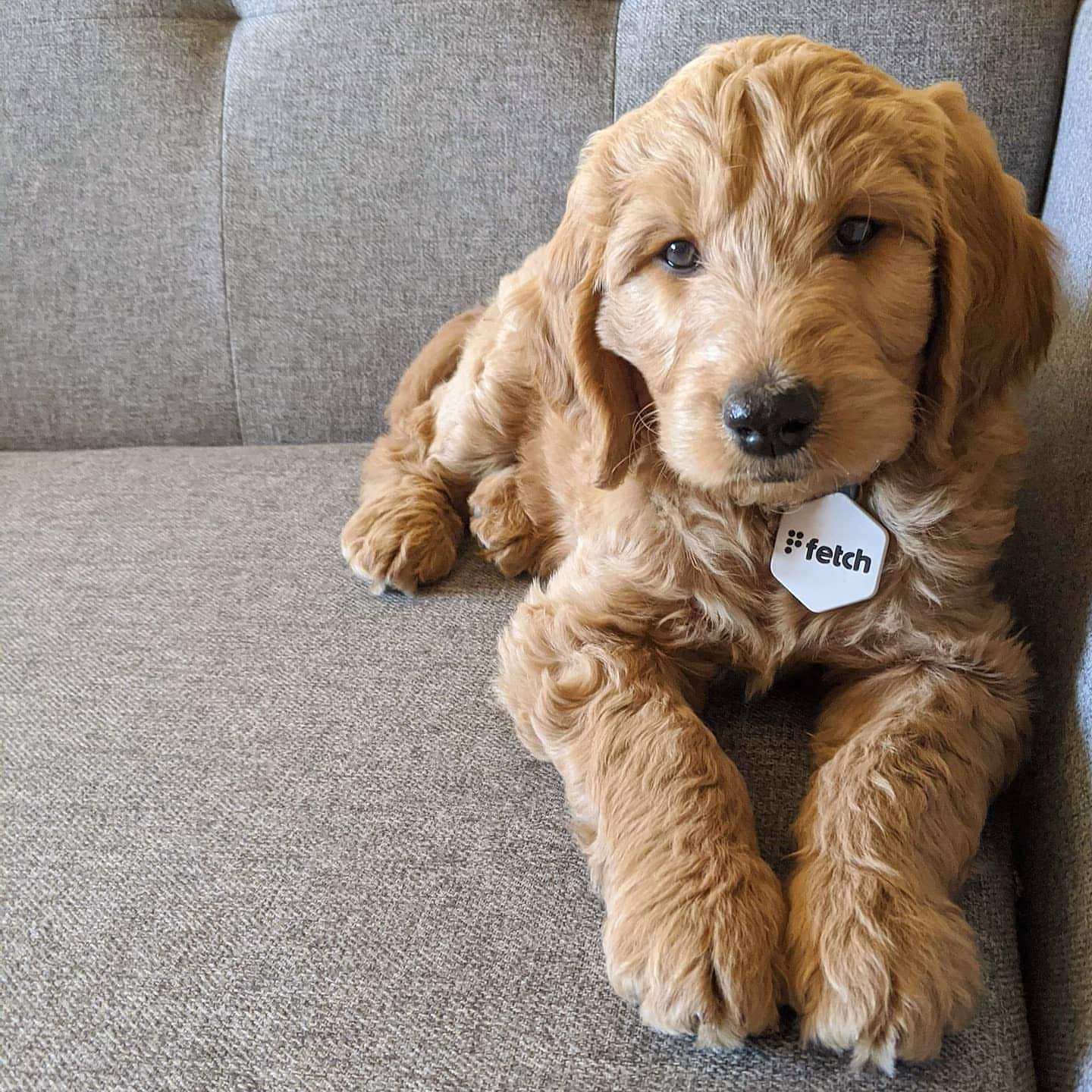 Lifekey Smart Pet Tag Fresh Breath