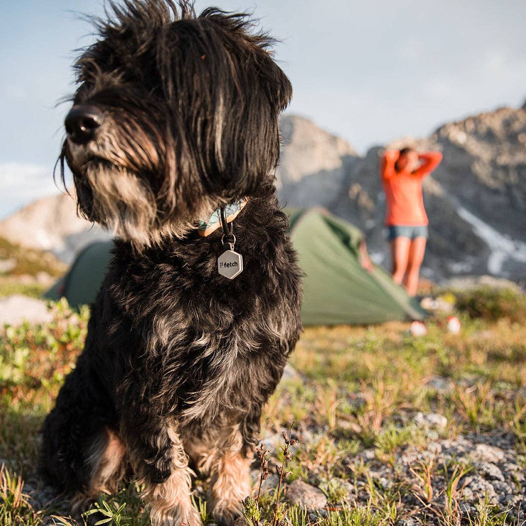 Lifekey Mini Smart Pet Tag Fresh Breath