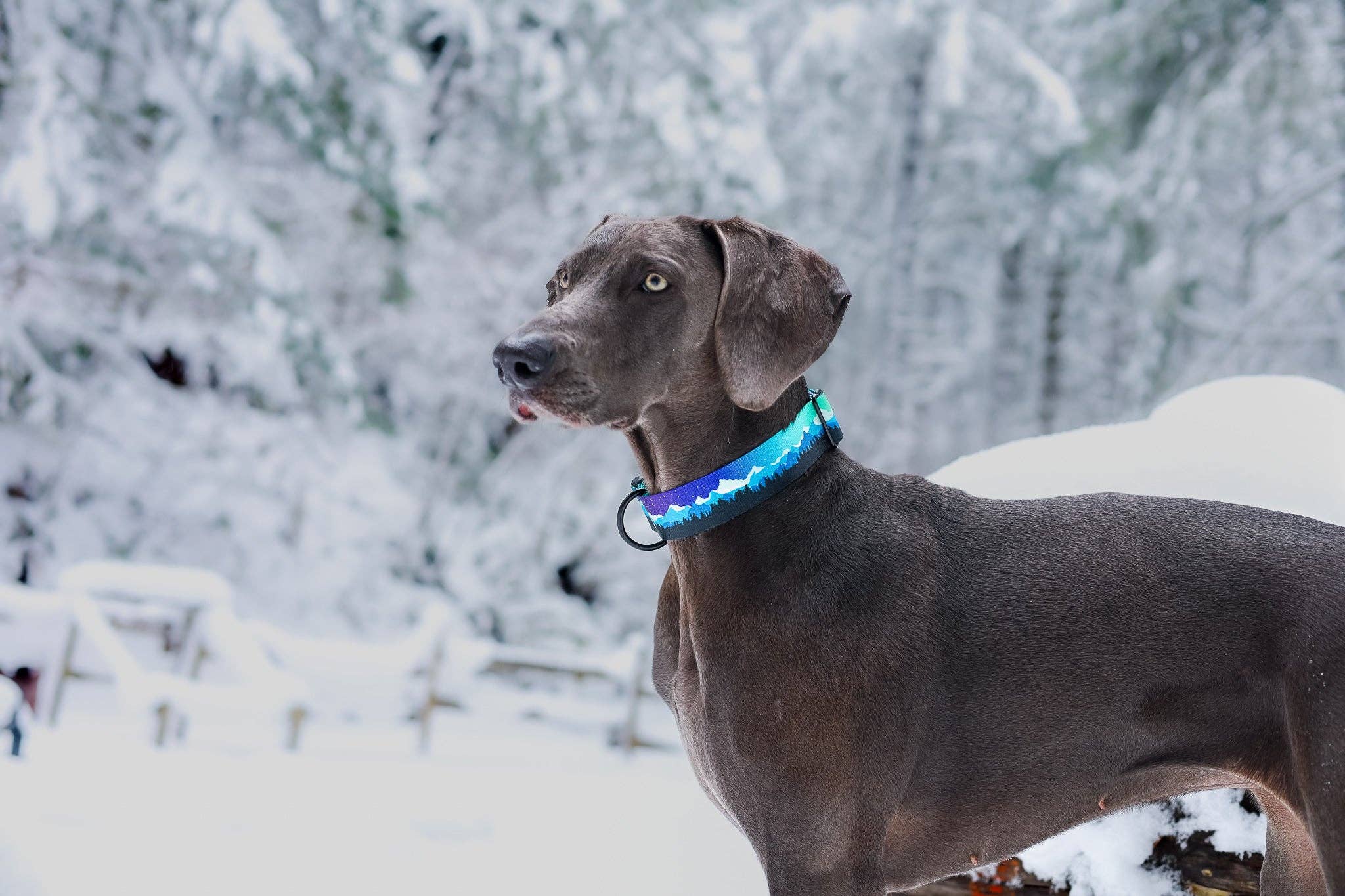 Pacific Hound - Elements Series - Aurora | Teal Dog Collar: Small (3/4" width | 10-16" length)