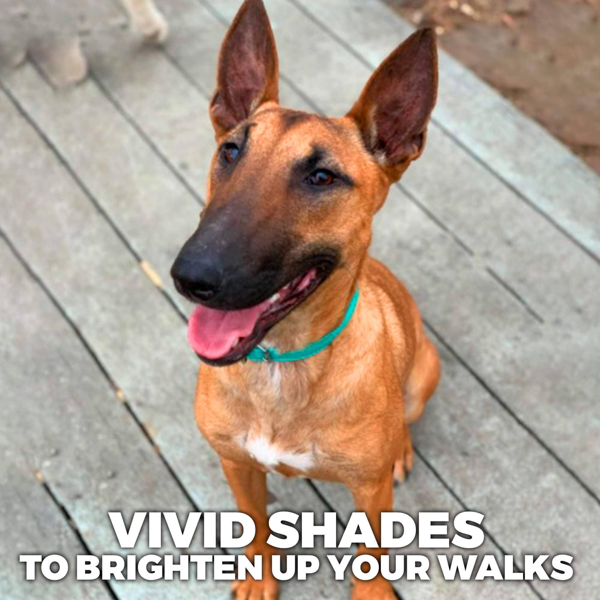 WAUDOG - Glamour Reinforced Rolled Leather Collar With Metal Clasp: XS (XXS) 10 in / Black