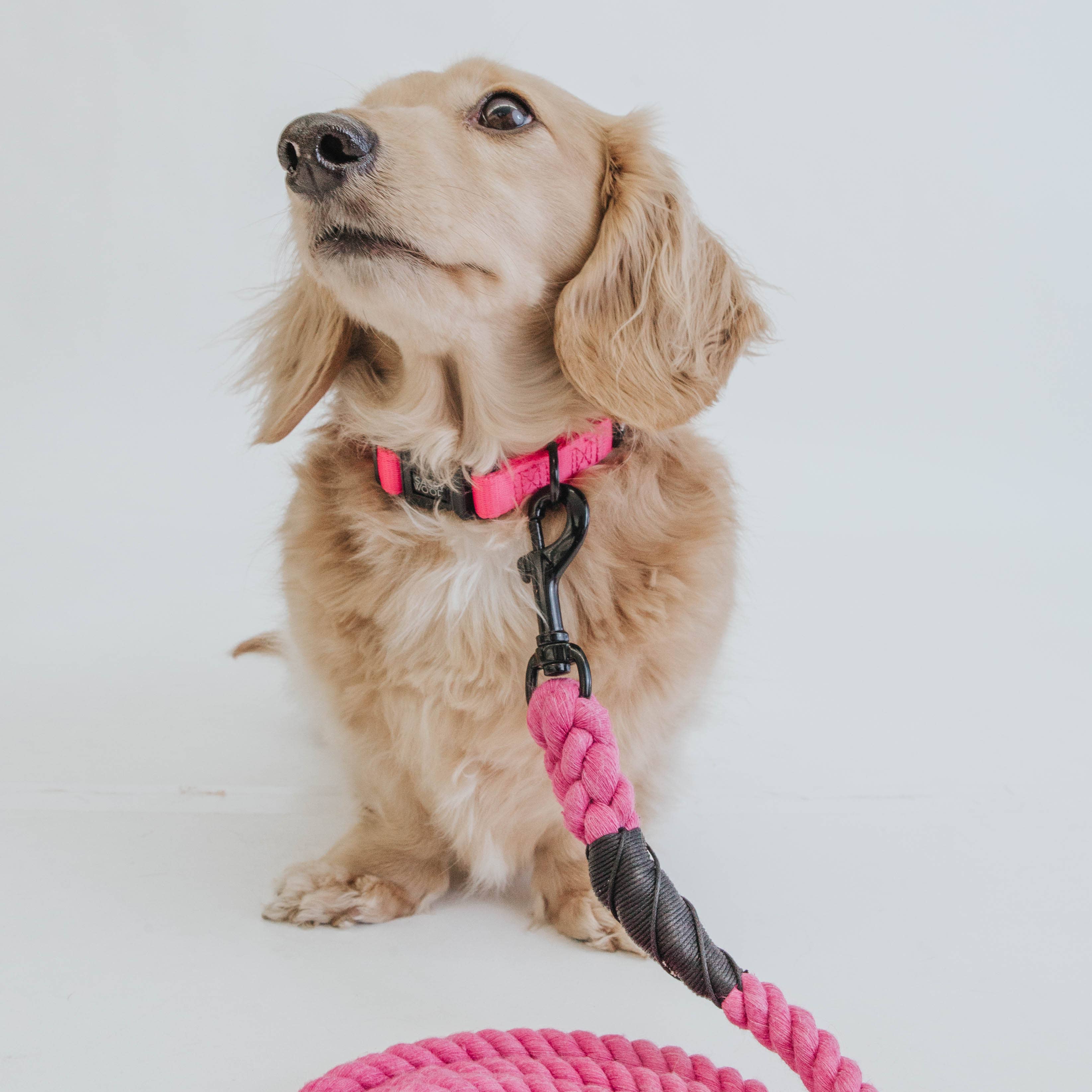 SASSY WOOF - Dog Collar - Neon Pink: L