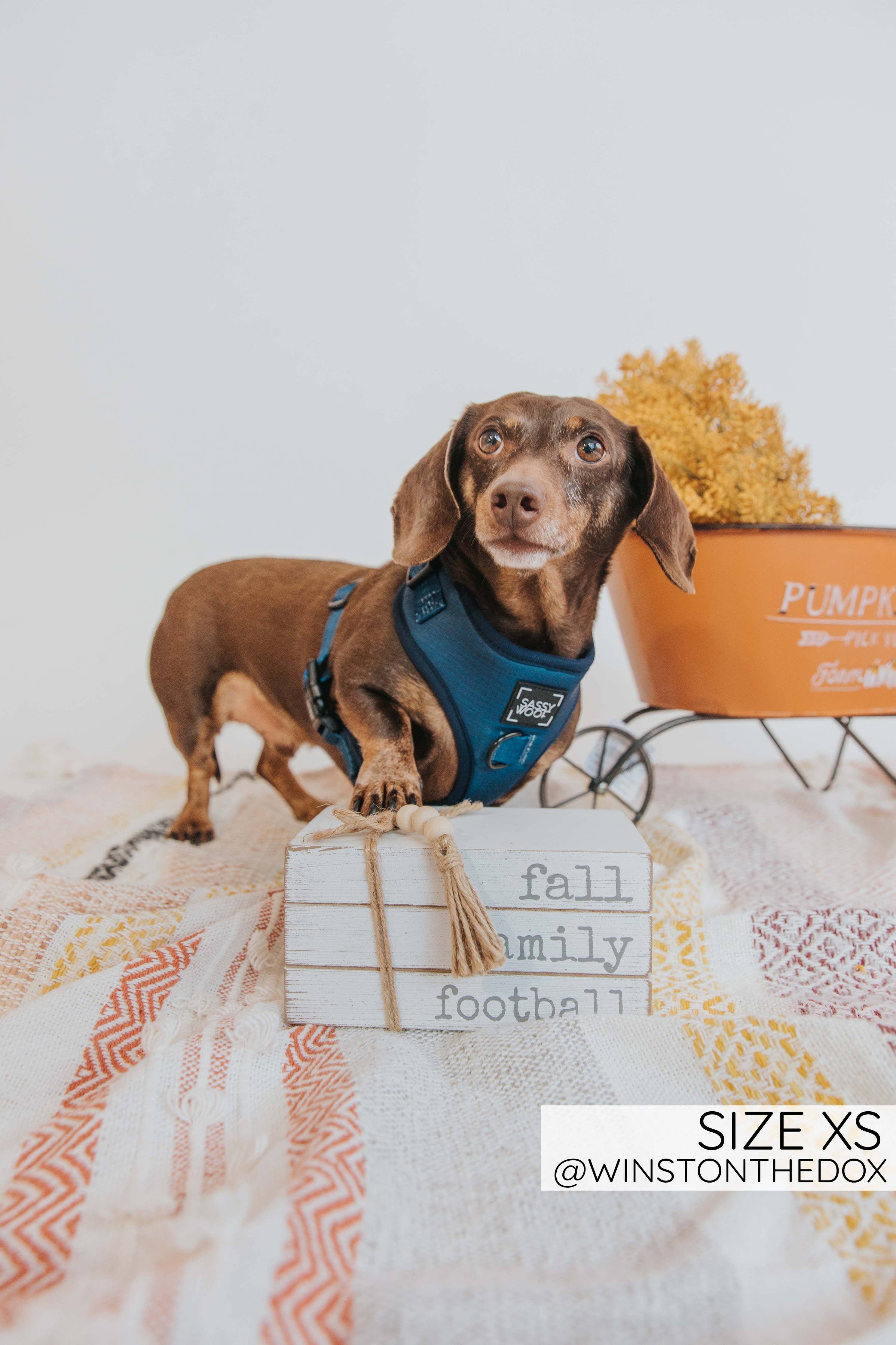 SASSY WOOF - Dog Adjustable Harness - Twilight: XXS