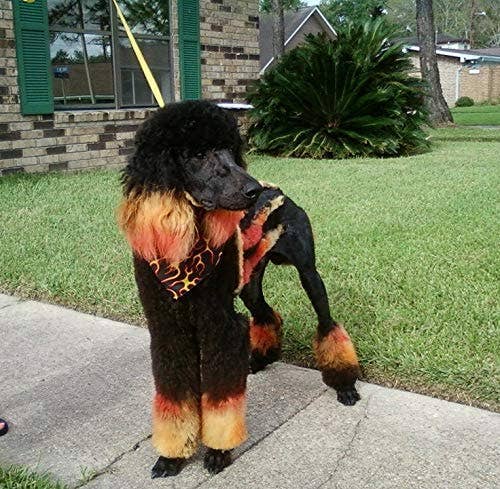 Warren London Dog Products - Critter Color - Temporary Fur Coloring - 7 Color Options: All 7 Colors