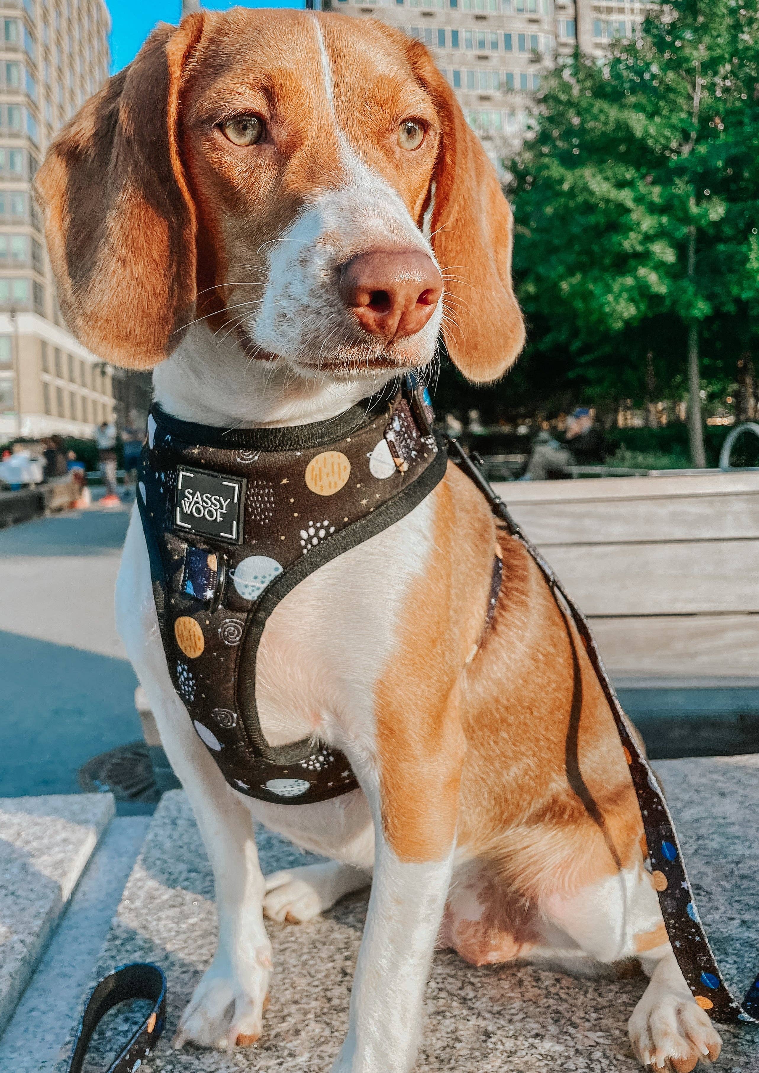 SASSY WOOF - Dog Adjustable Harness - To the Stars and Beyond: Large