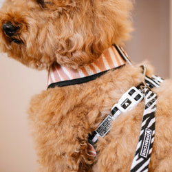 Frenchie - Frenchie Duo Reversible Harness - Zebra: Xlarge