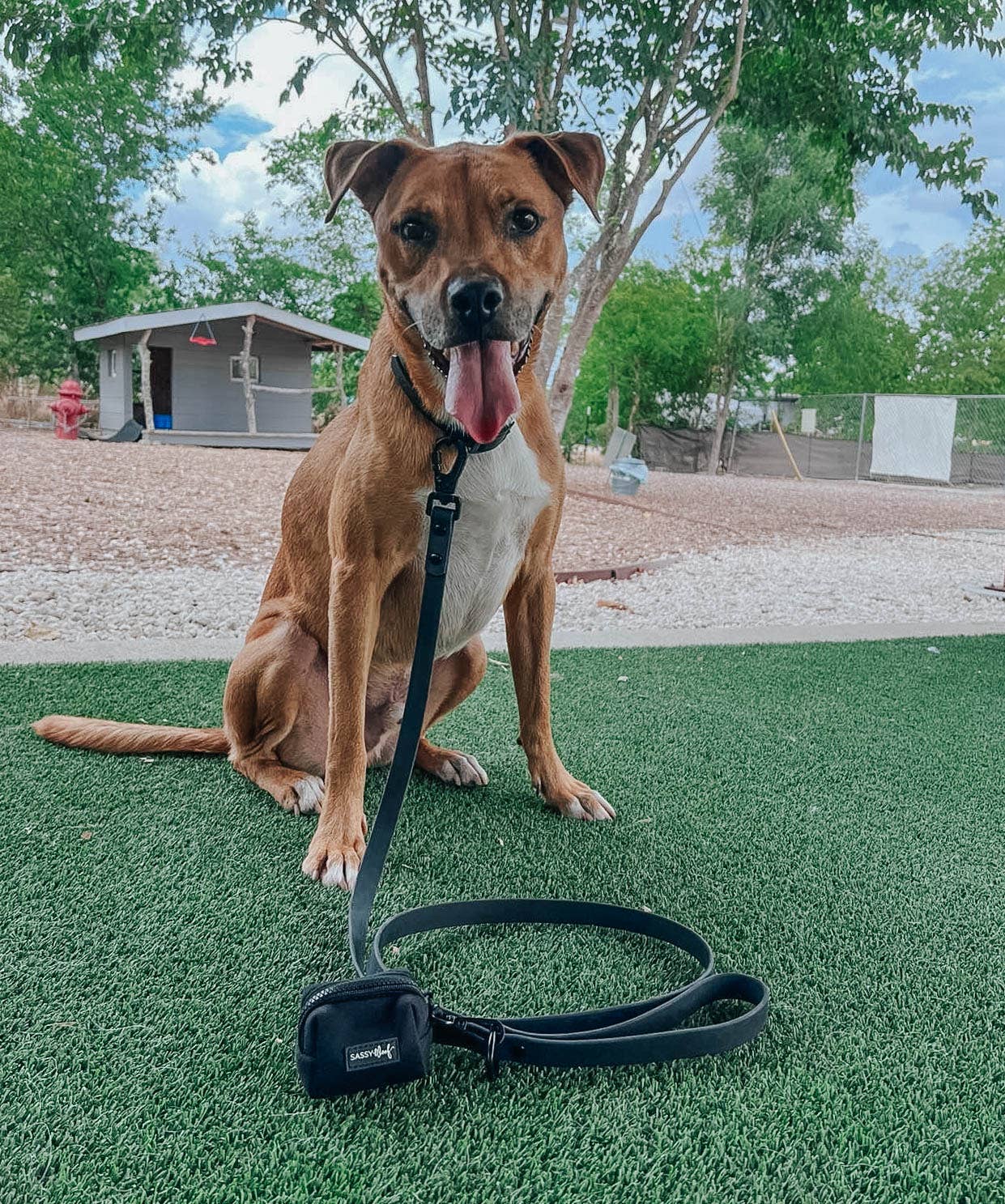 SASSY WOOF - Waterproof Dog Leash - Black