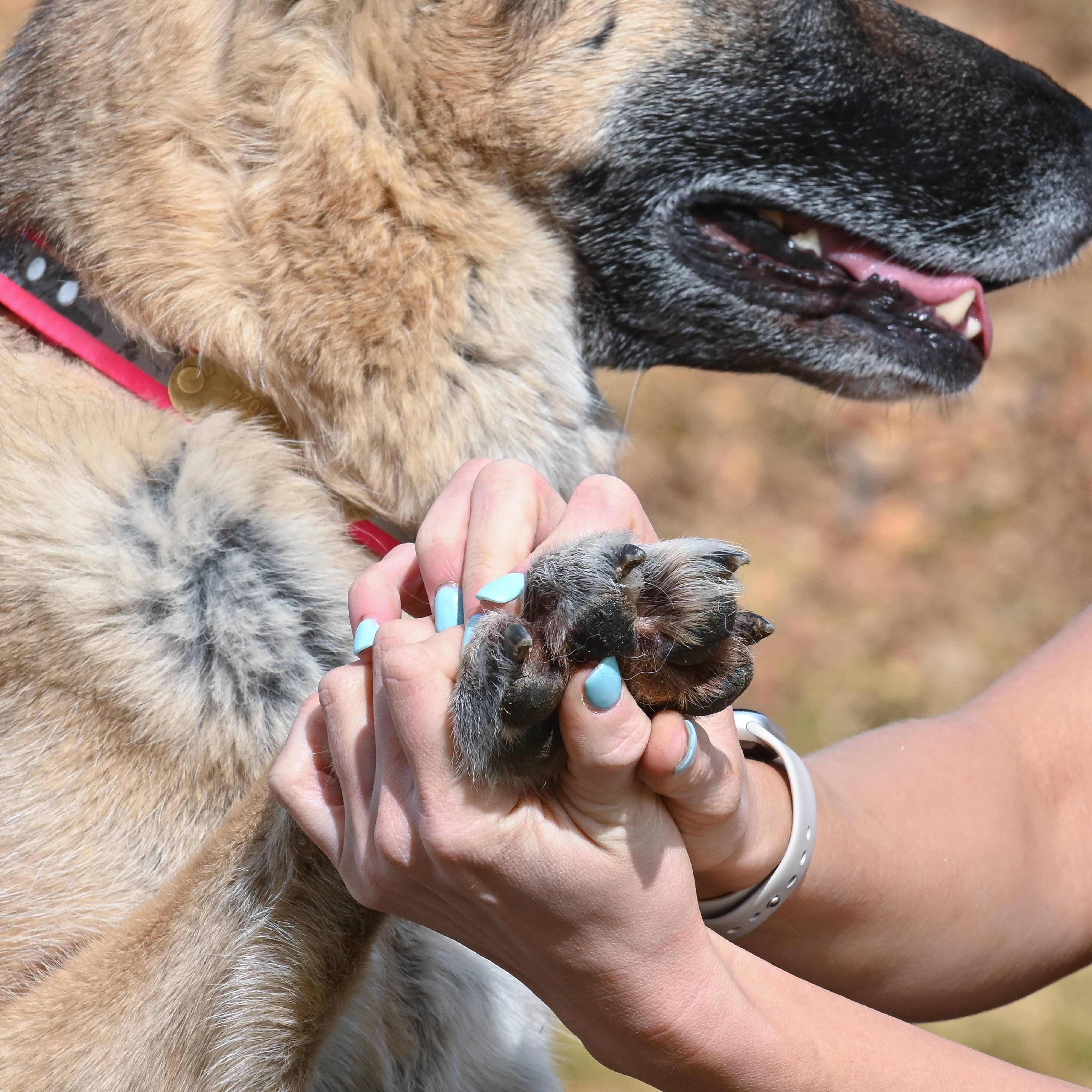 Rhino Wax - Dog Paw Protection - Beach Wax 2oz