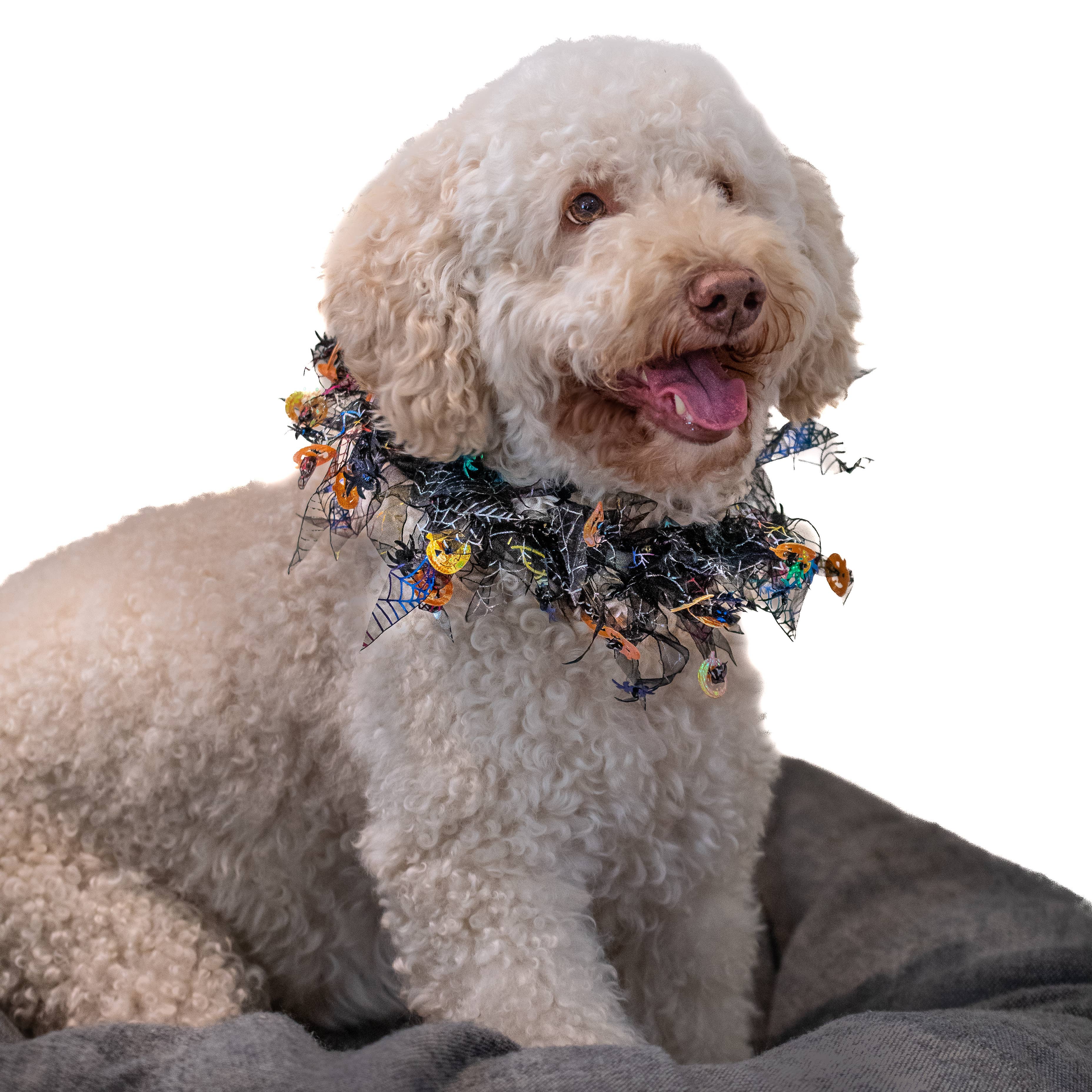 Midlee Designs - Midlee Pumpkin & Spider Web Halloween Decorative Dog Collar: Medium