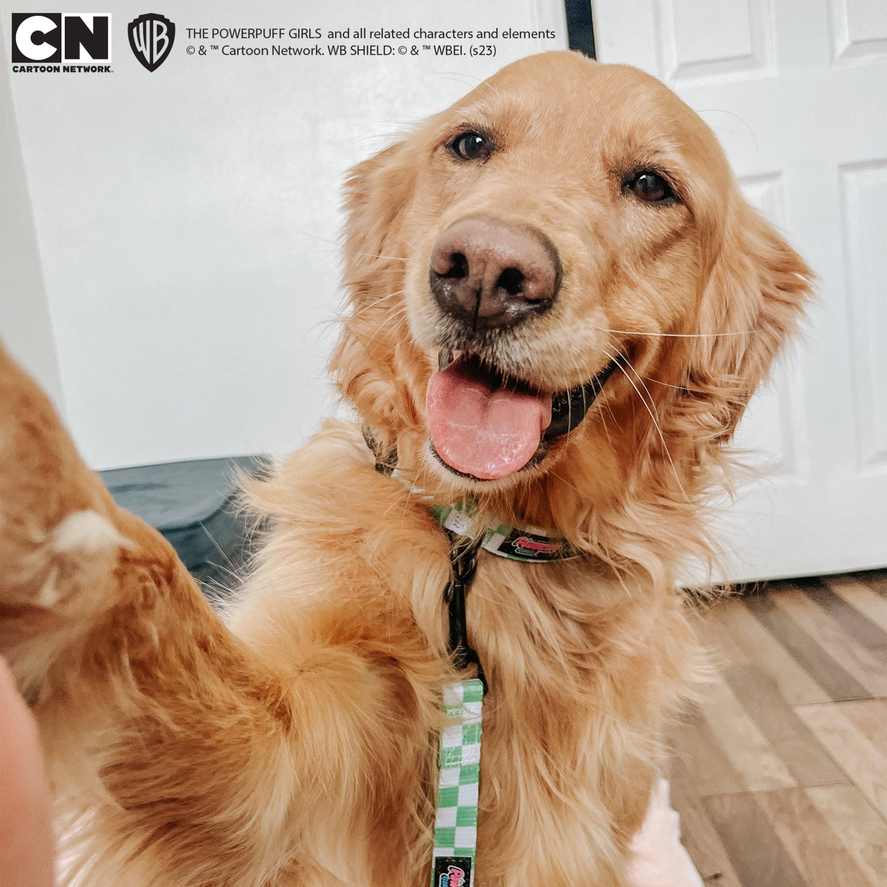 SASSY WOOF - Dog Collar - The Powerpuff Girls™ (Green): Small