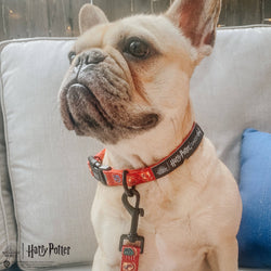 SASSY WOOF - Dog Collar - Harry Potter™: Medium