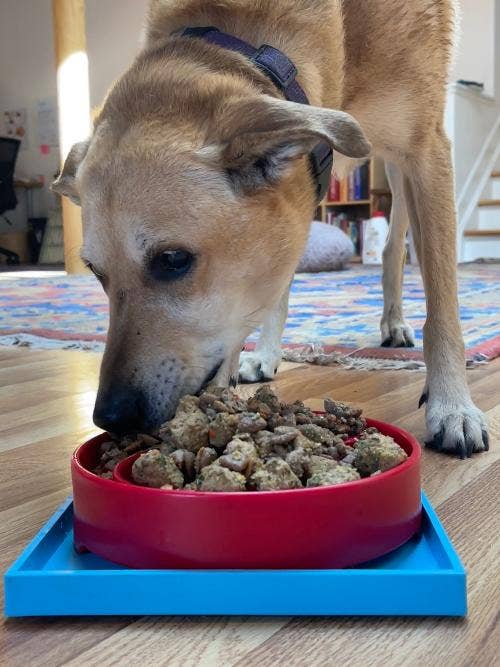 SodaPup Dog Toys - Hold 'em Suction Cup Holder for eBowls, eTrays, and eMats: Light Blue