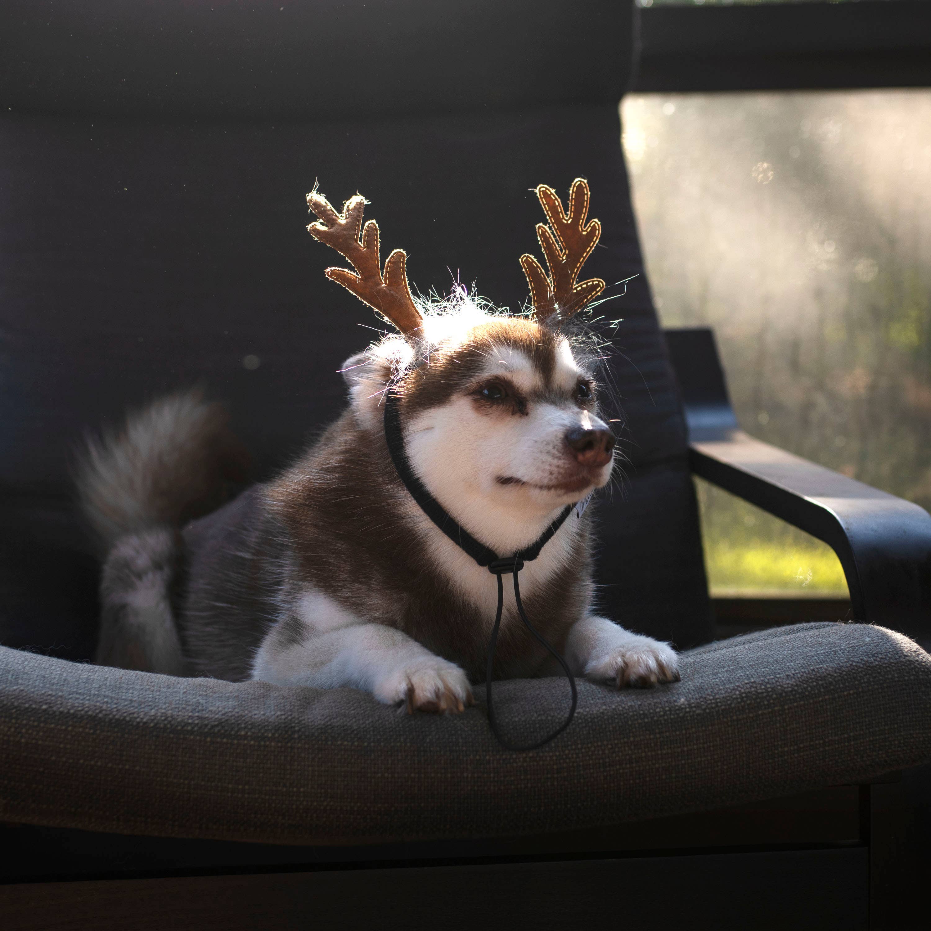 Midlee Designs - Midlee Furry Antlers Headband Halloween Dog Costume