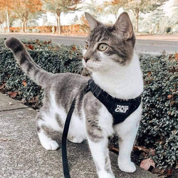 Travel Cat | Your Cat Backpack - "The True Adventurer" Reflective Cat & Kitten Harness: Black / M