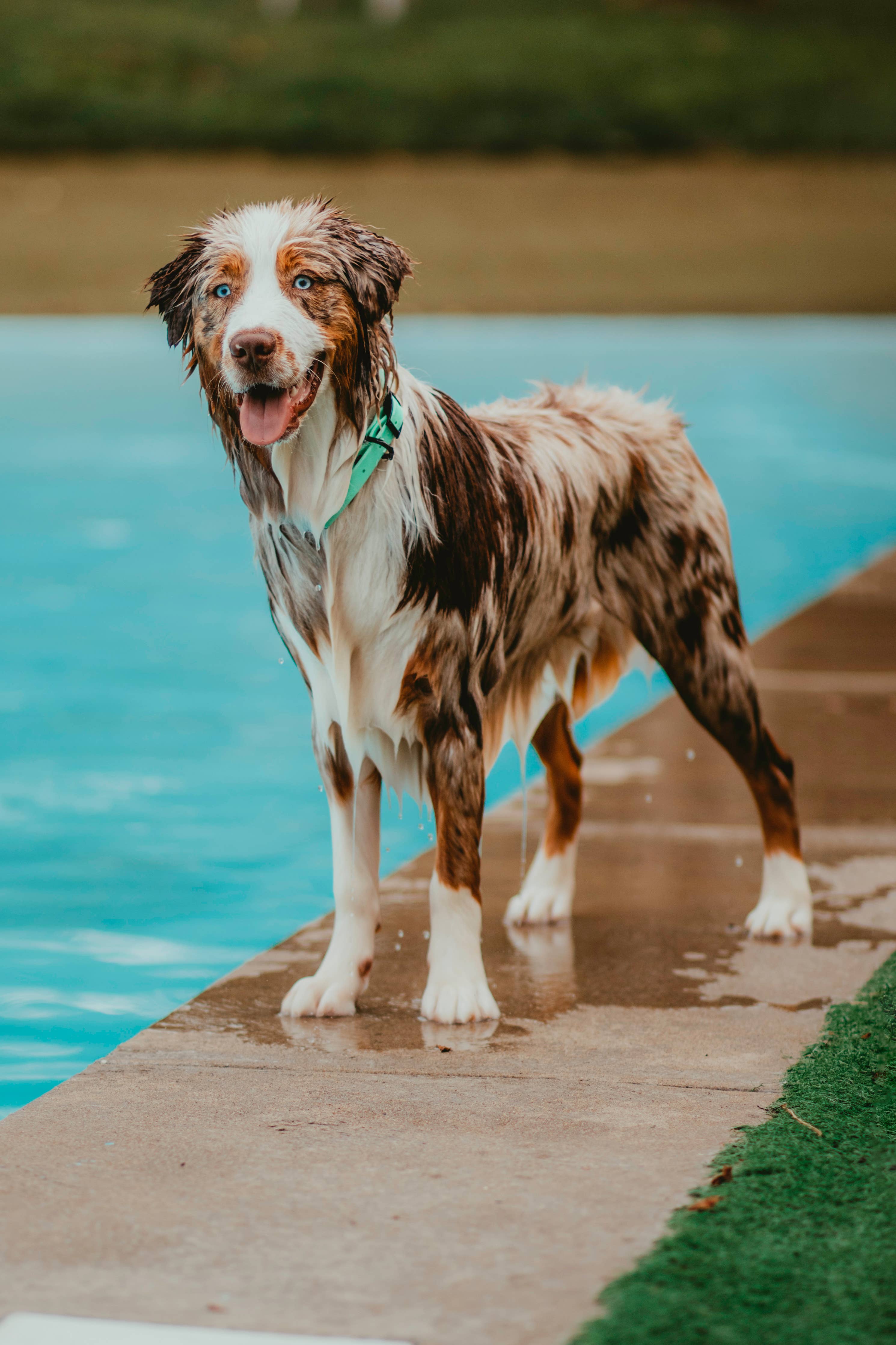SASSY WOOF - Waterproof Dog Leash - Green