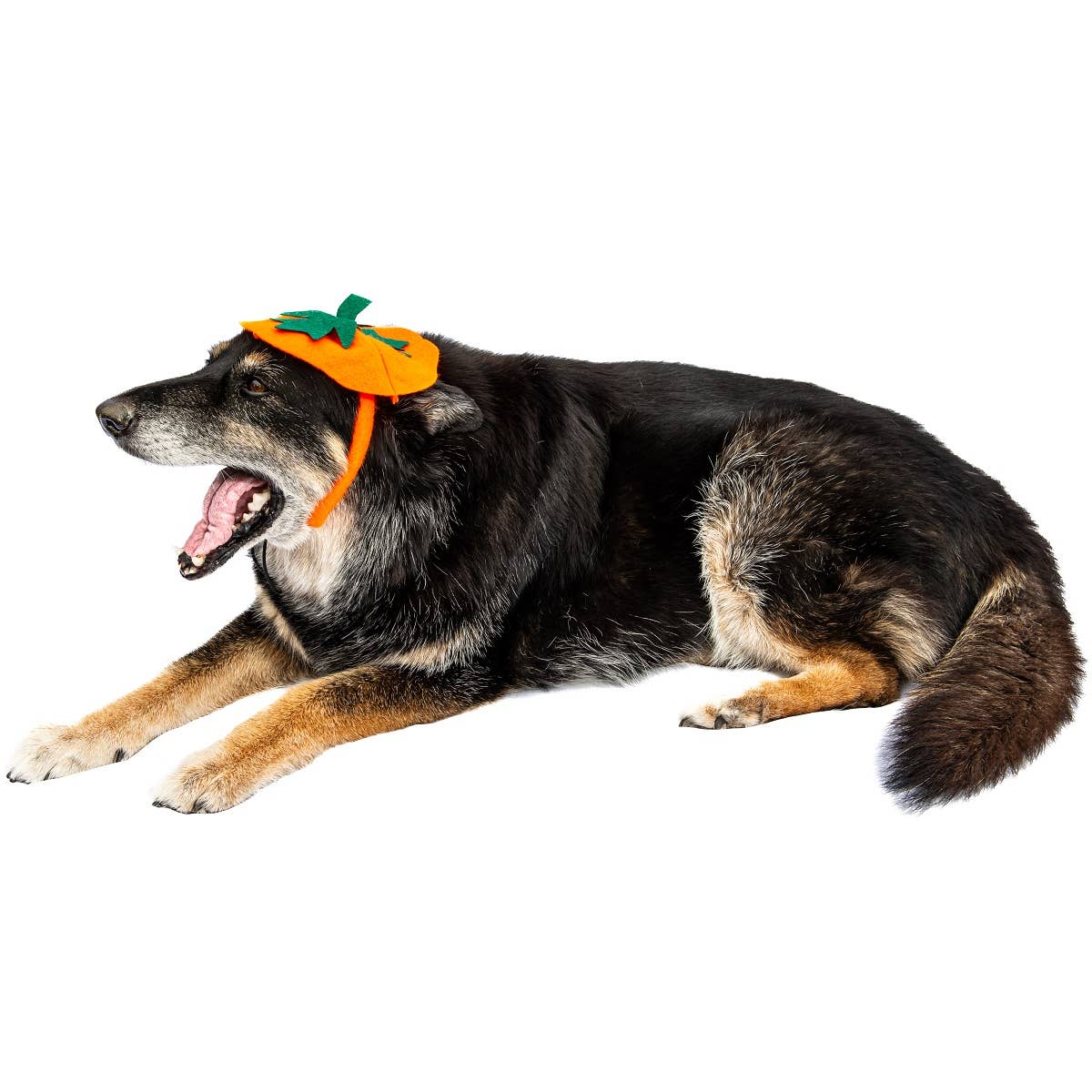 Midlee Designs - Midlee Dog Pumpkin Headband Halloween Costume