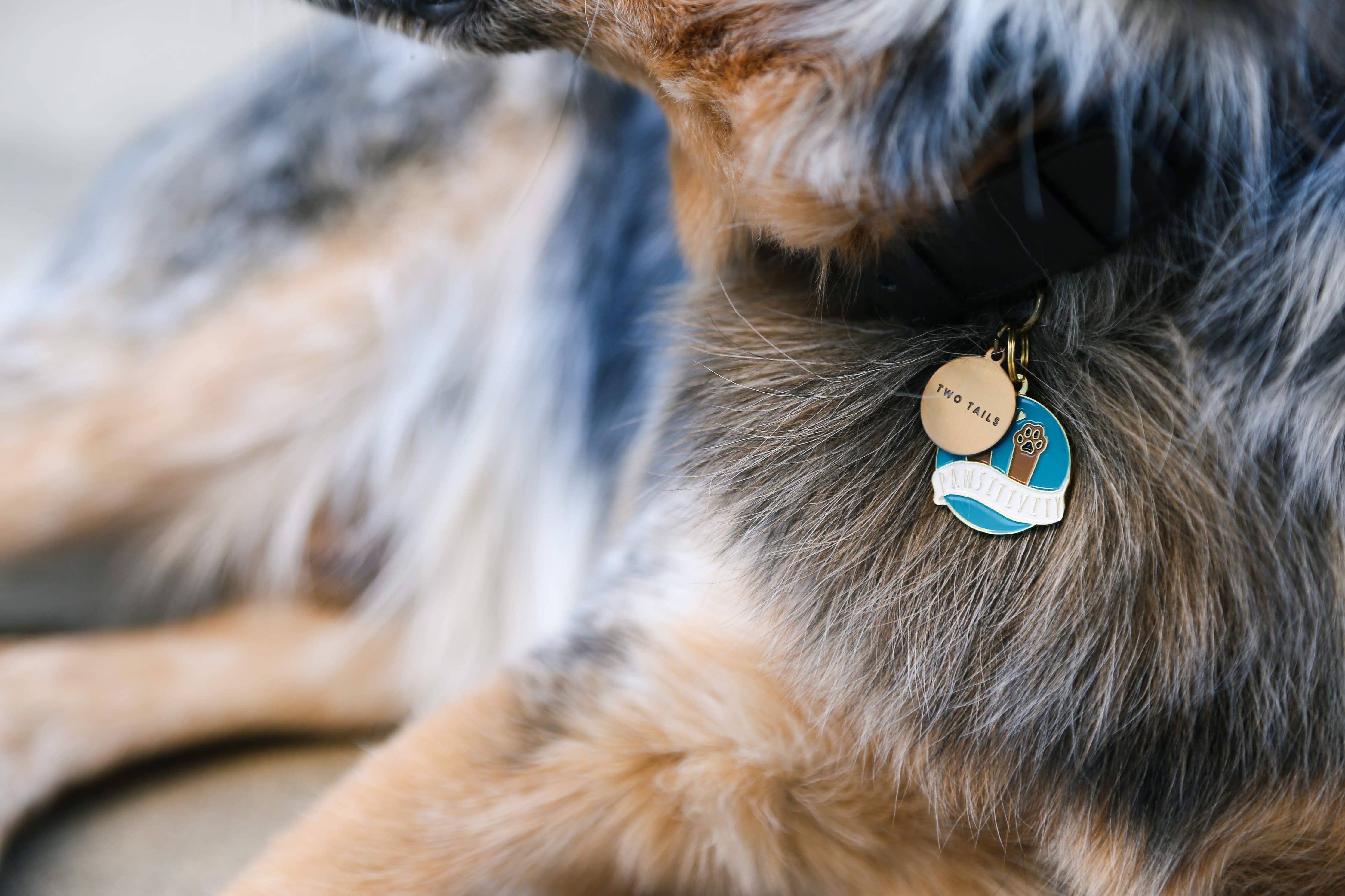 Two Tails Pet Company - Pawsitivty Pet ID Tag