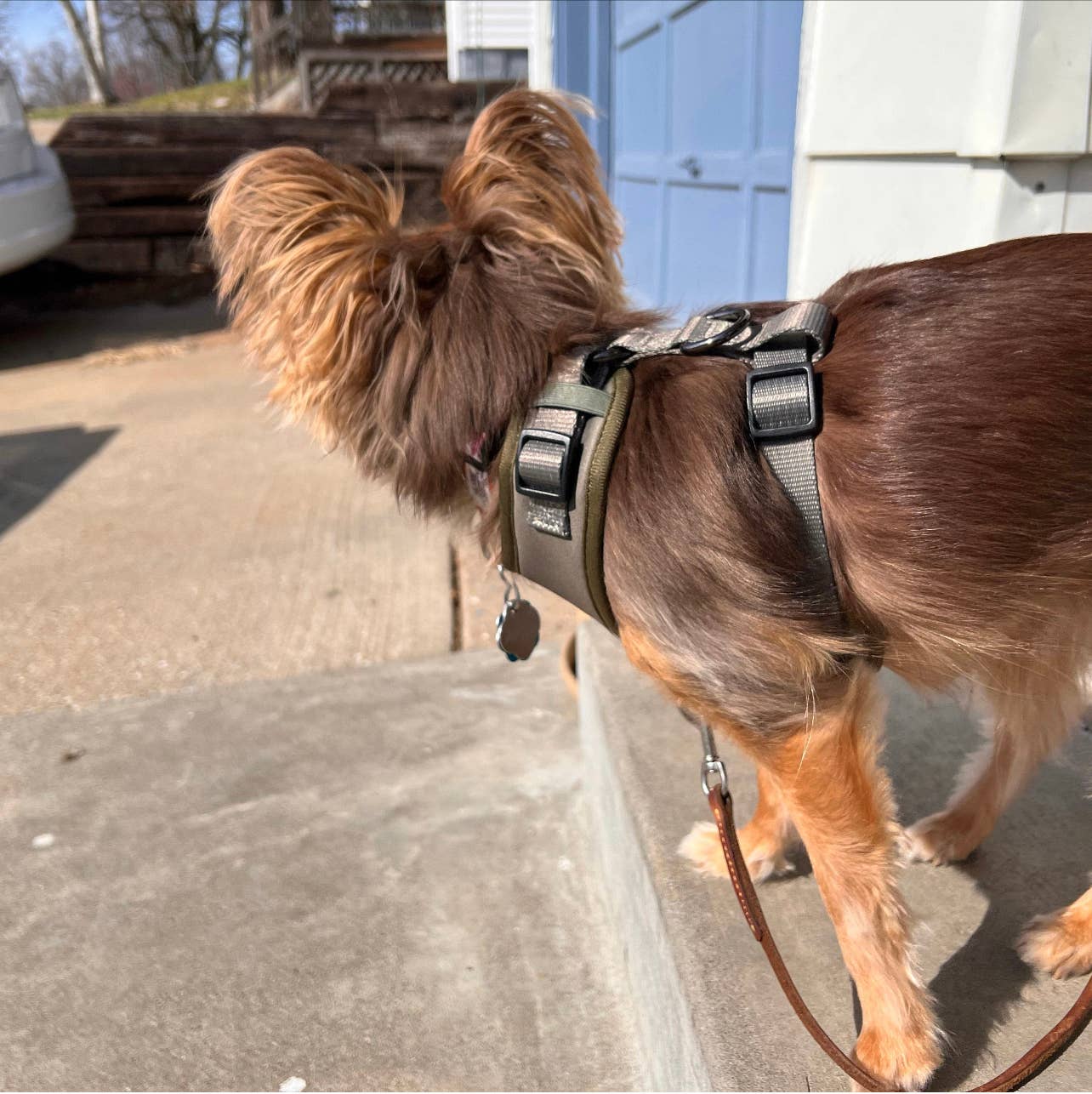 PETs R US - Adjustable No Pull Dog Harness, Olive Green Khaki: XS