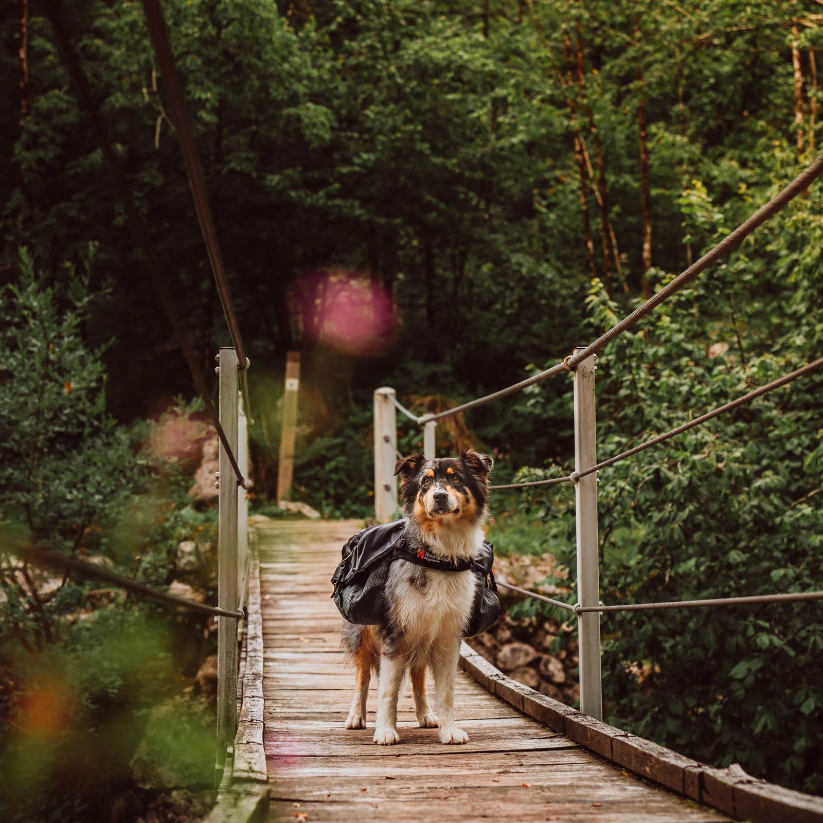 Nonstop Dogwear Amundsen pack, unisex, black/grey, L, single