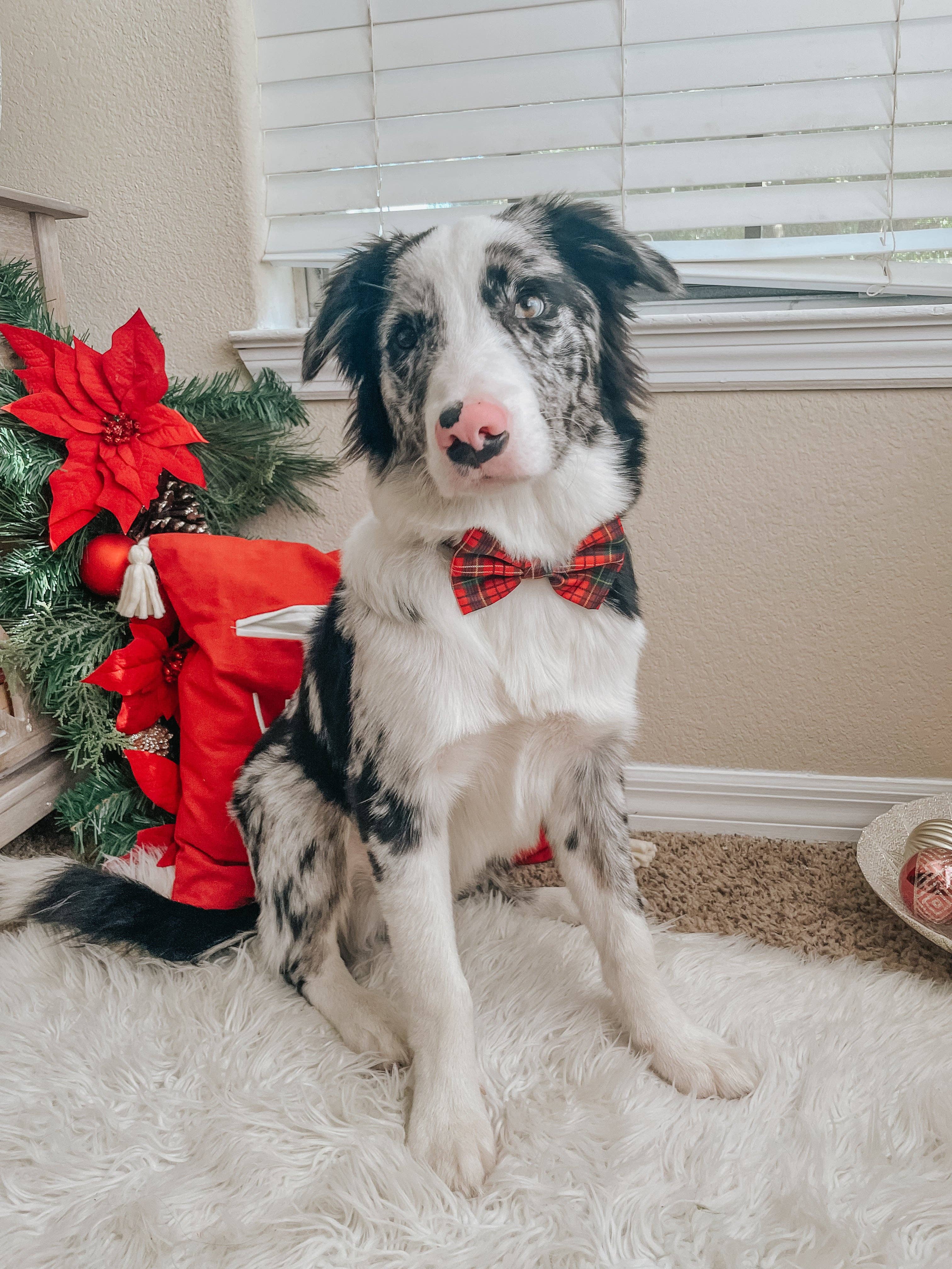 SASSY WOOF - Dog Sailor Bow - Deck the Paws (Christmas)