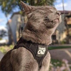 Travel Cat | Your Cat Backpack - "The True Adventurer" Reflective Cat & Kitten Harness: Black / M