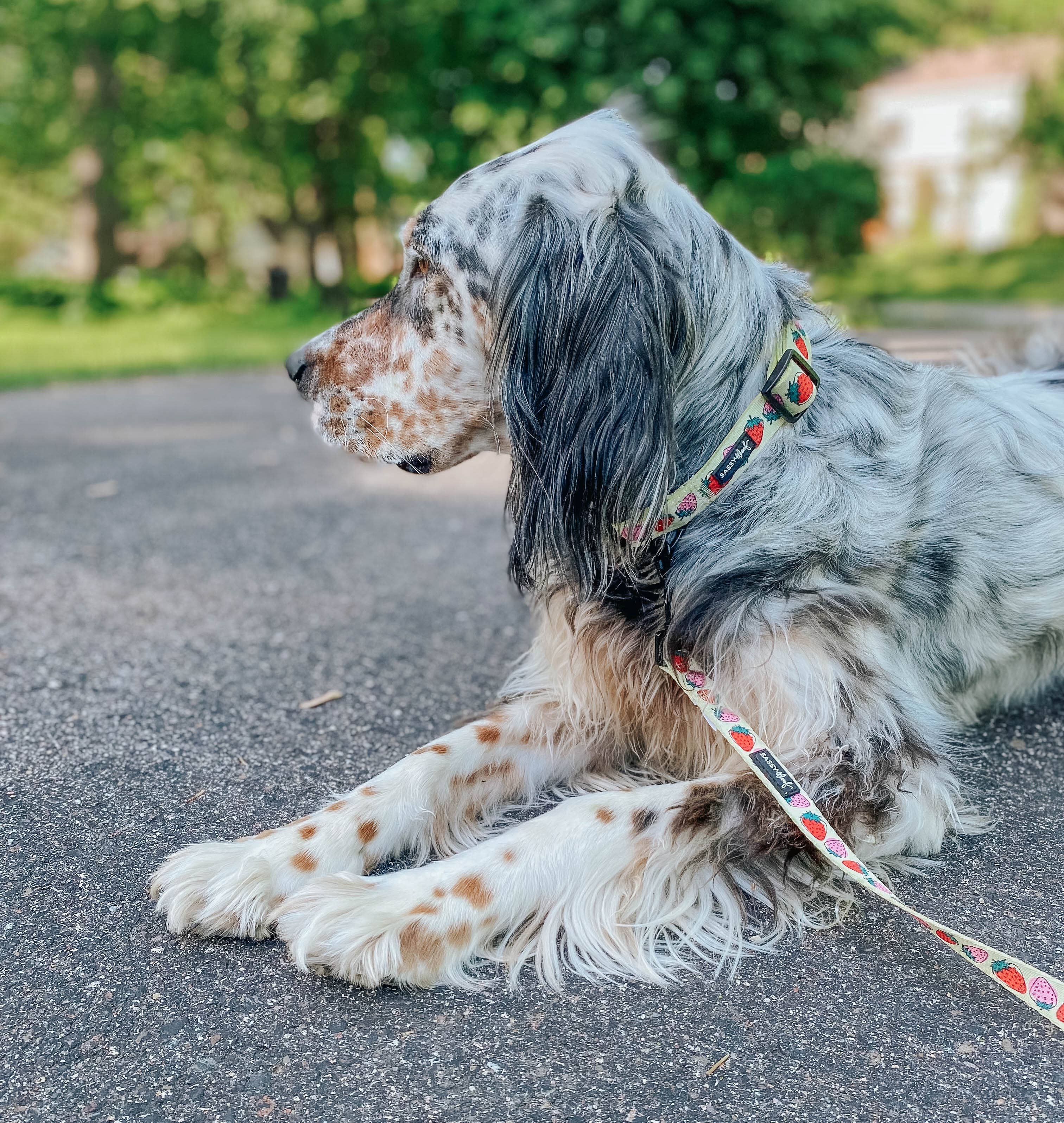 SASSY WOOF - Dog Leash - Strawberry Fields Furever