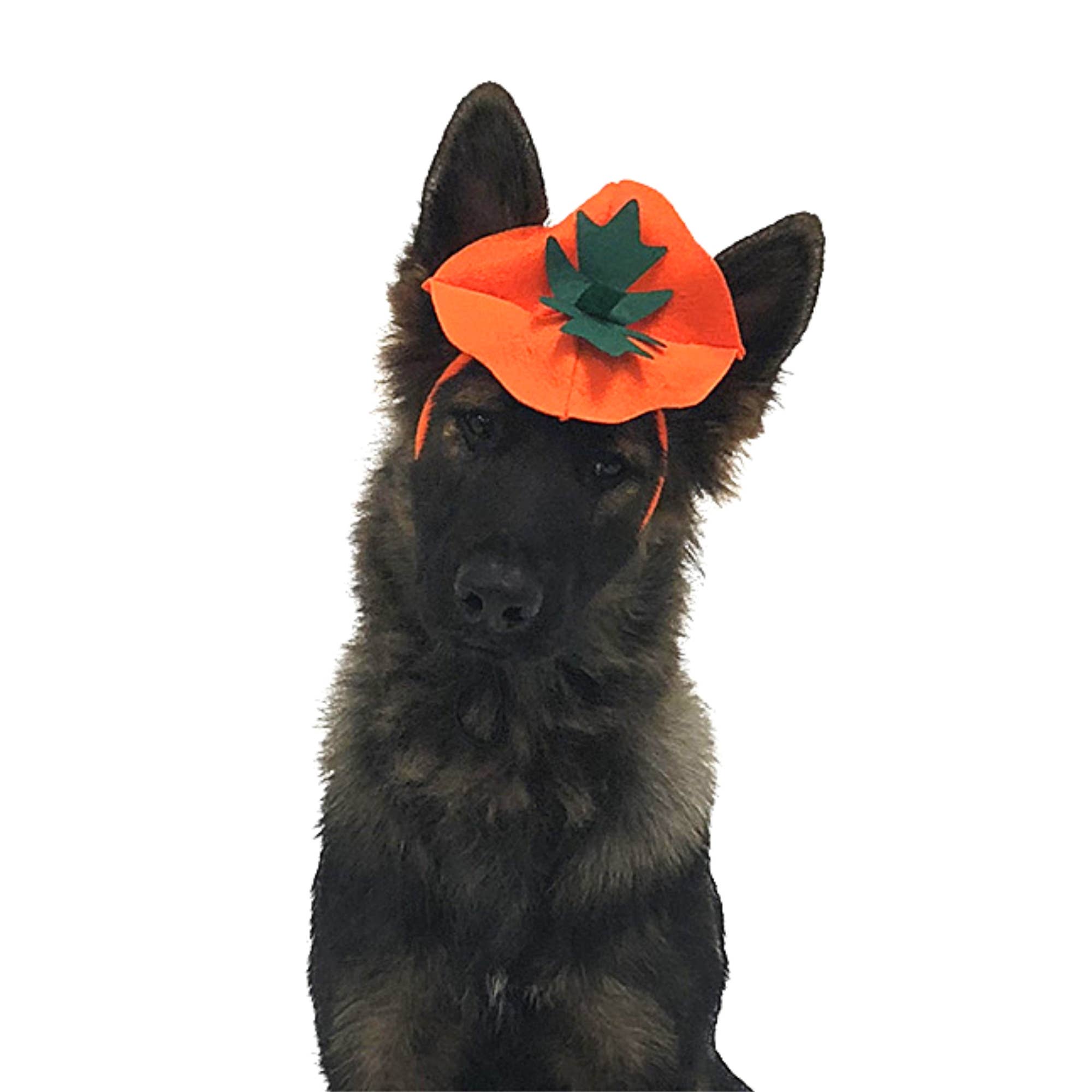 Midlee Designs - Midlee Dog Pumpkin Headband Halloween Costume