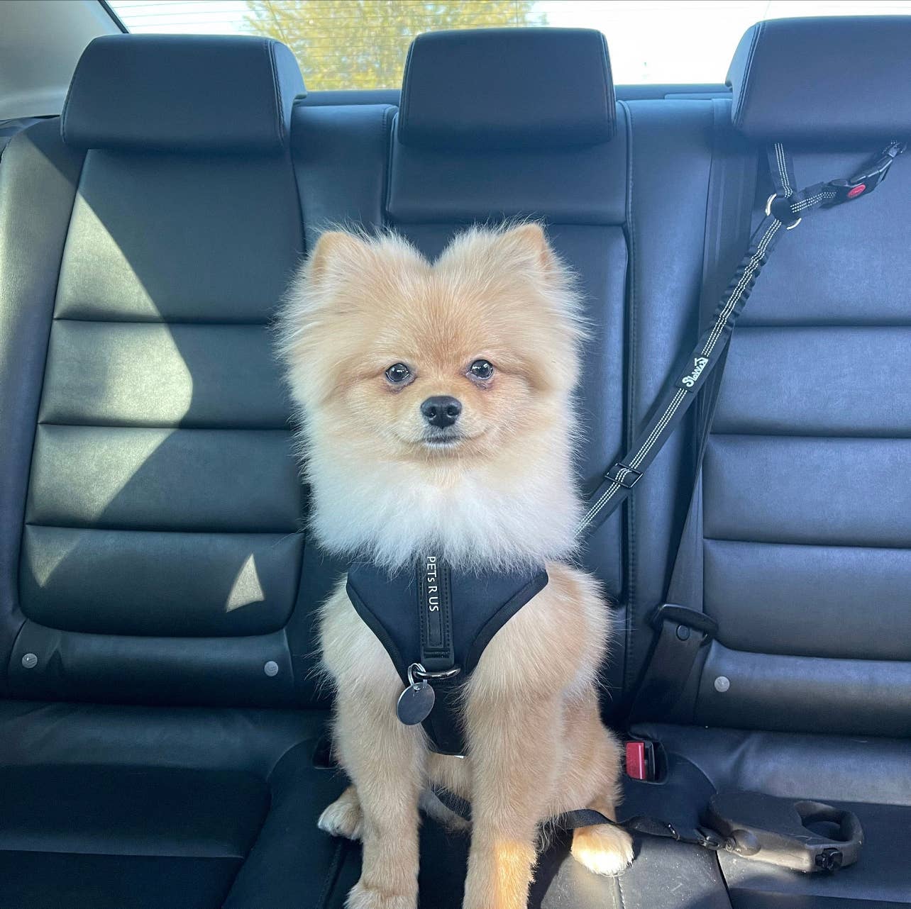 PETs R US - Adjustable No Pull Dog Harness, Charcoal Black: S