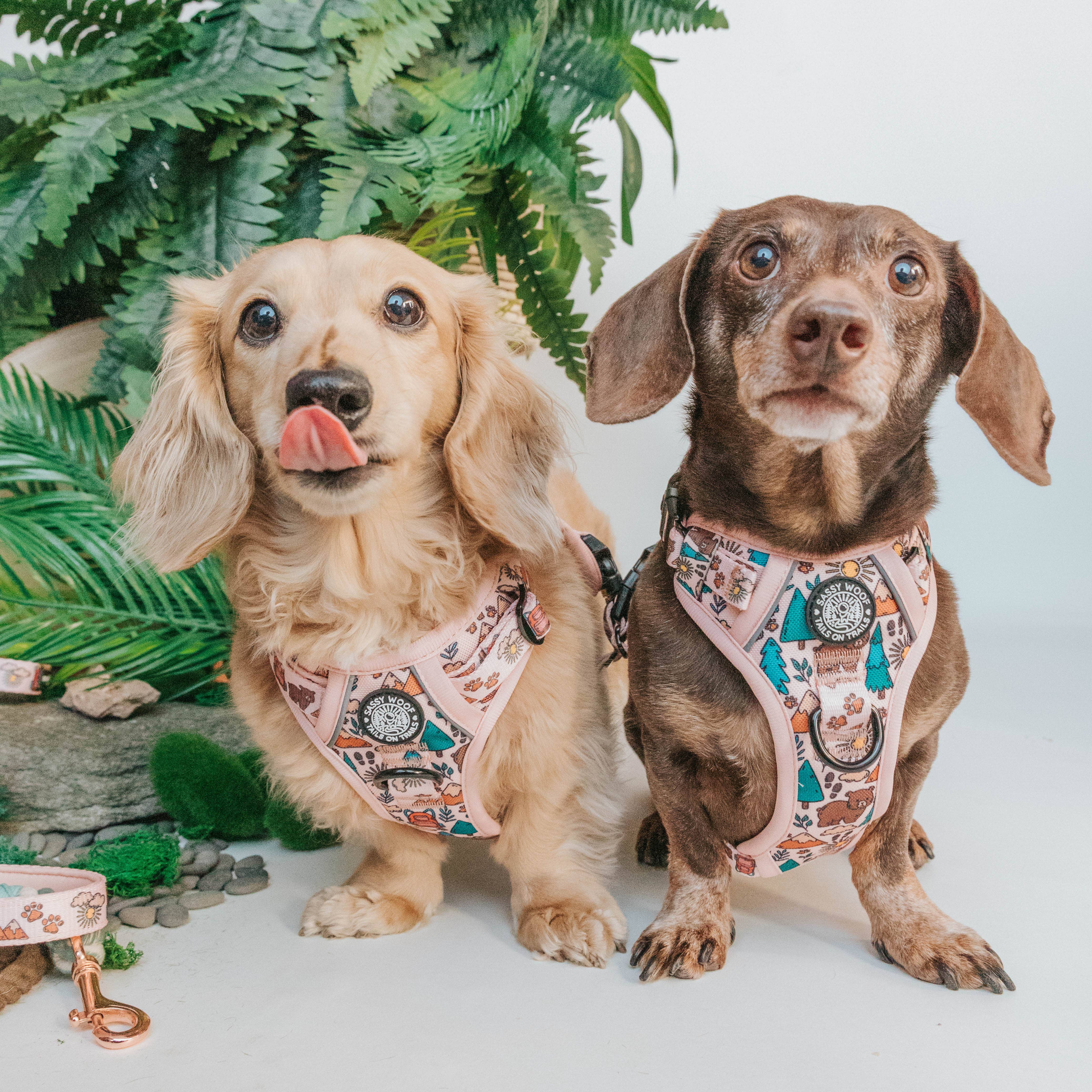 SASSY WOOF - Dog Adventure Harness - National Bark: Small