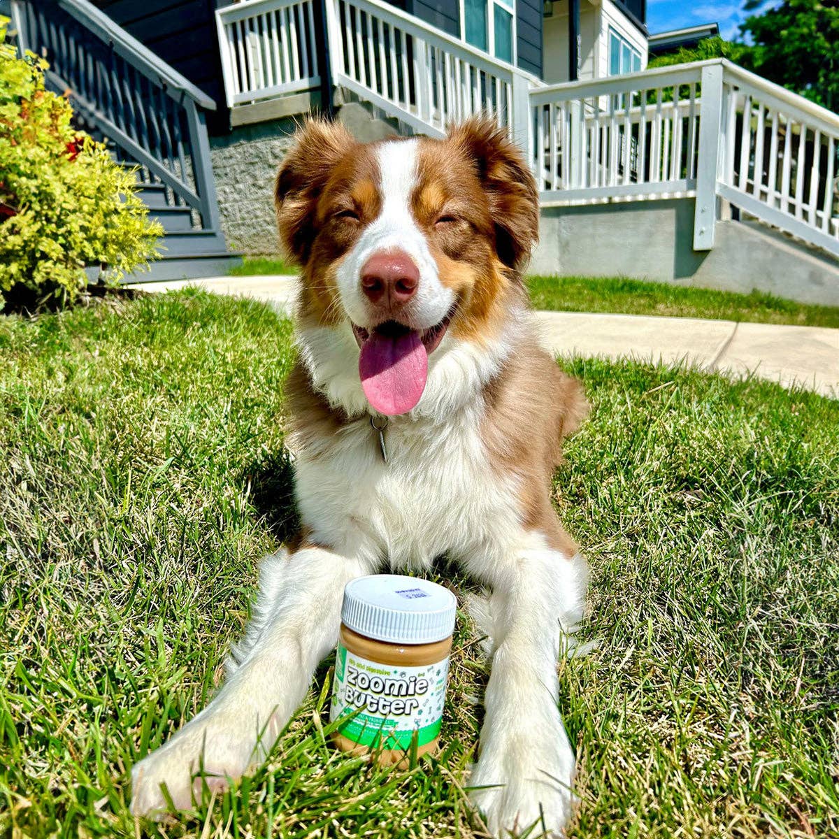 A bark above treats llc - Zoomie Butter: Gut & Digestive