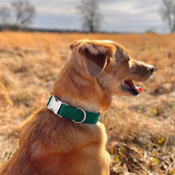 The Oxford Dog - Blue Dog Collar | Boy Dog Collar | Enchanted | Oxford Dog: Silver / SMALL