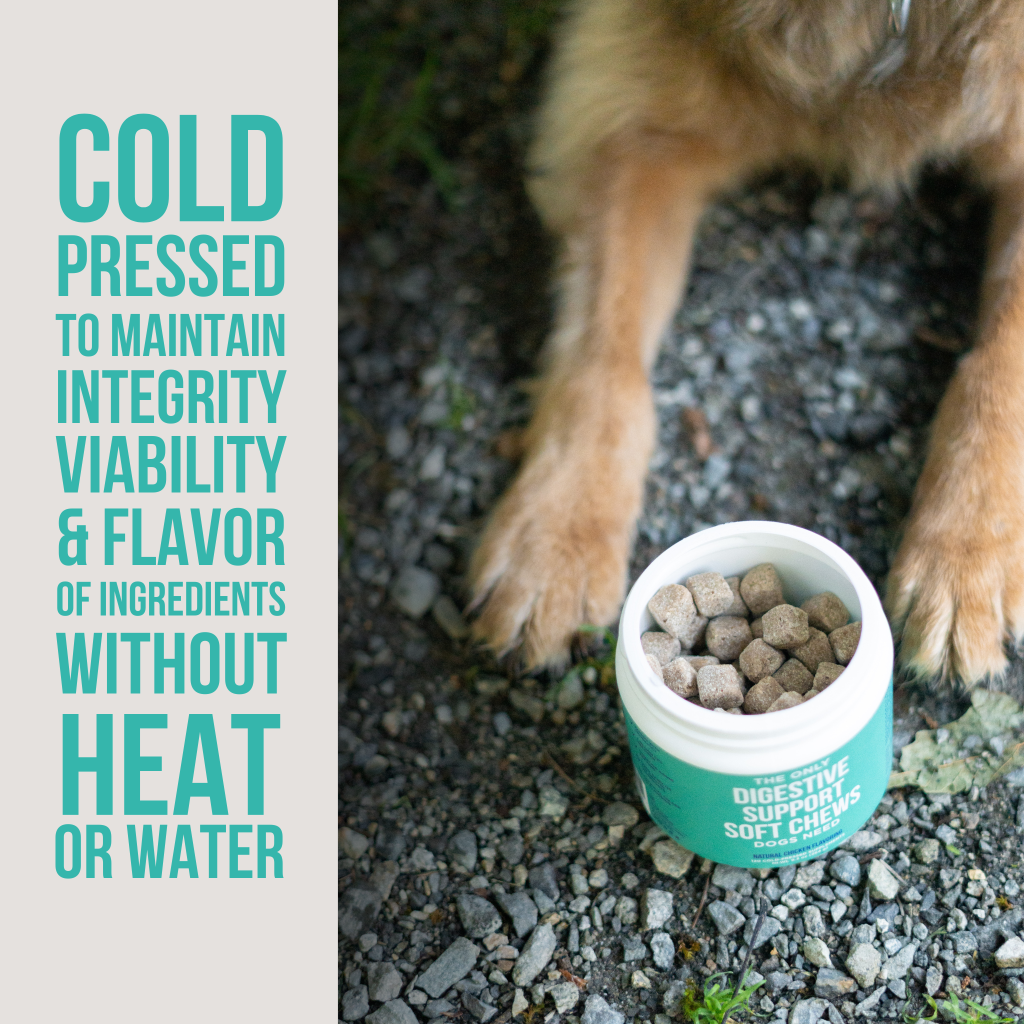 Natural Rapport - The Only Digestive Support Soft Chews Dogs Need: 120 count jar