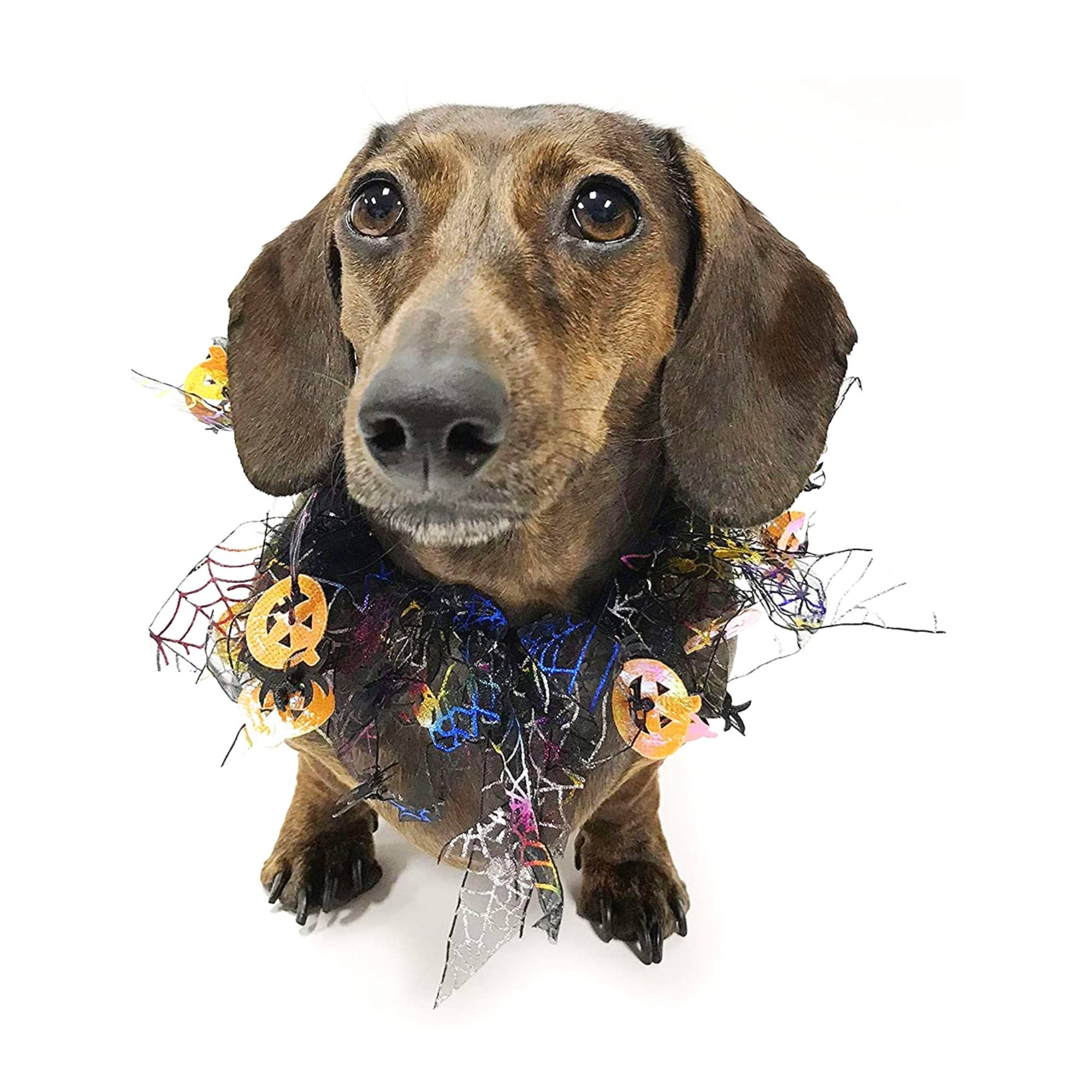 Midlee Designs - Midlee Pumpkin & Spider Web Halloween Decorative Dog Collar: X-Large