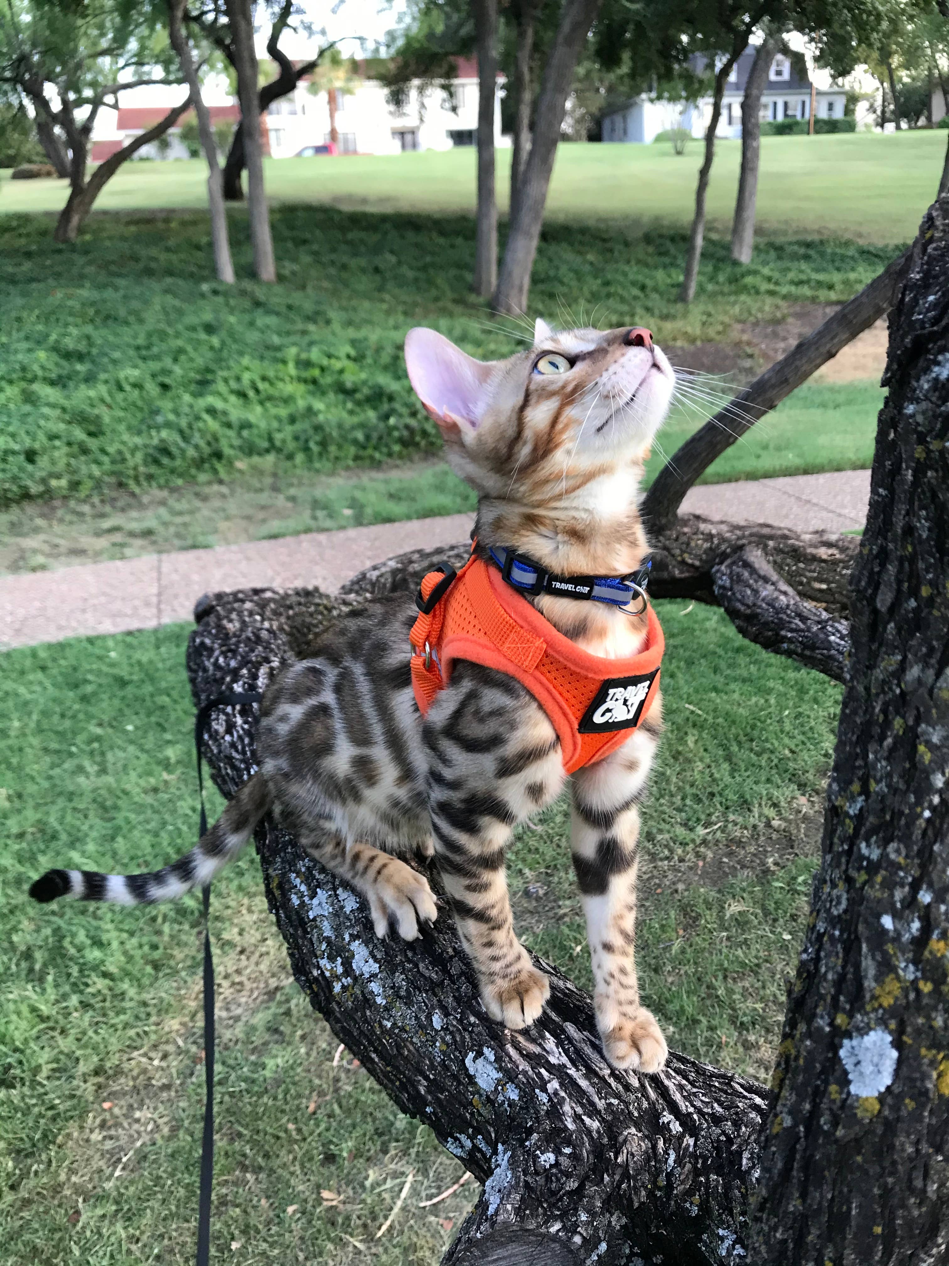 Travel Cat Breakaway Cat Collar: Pink